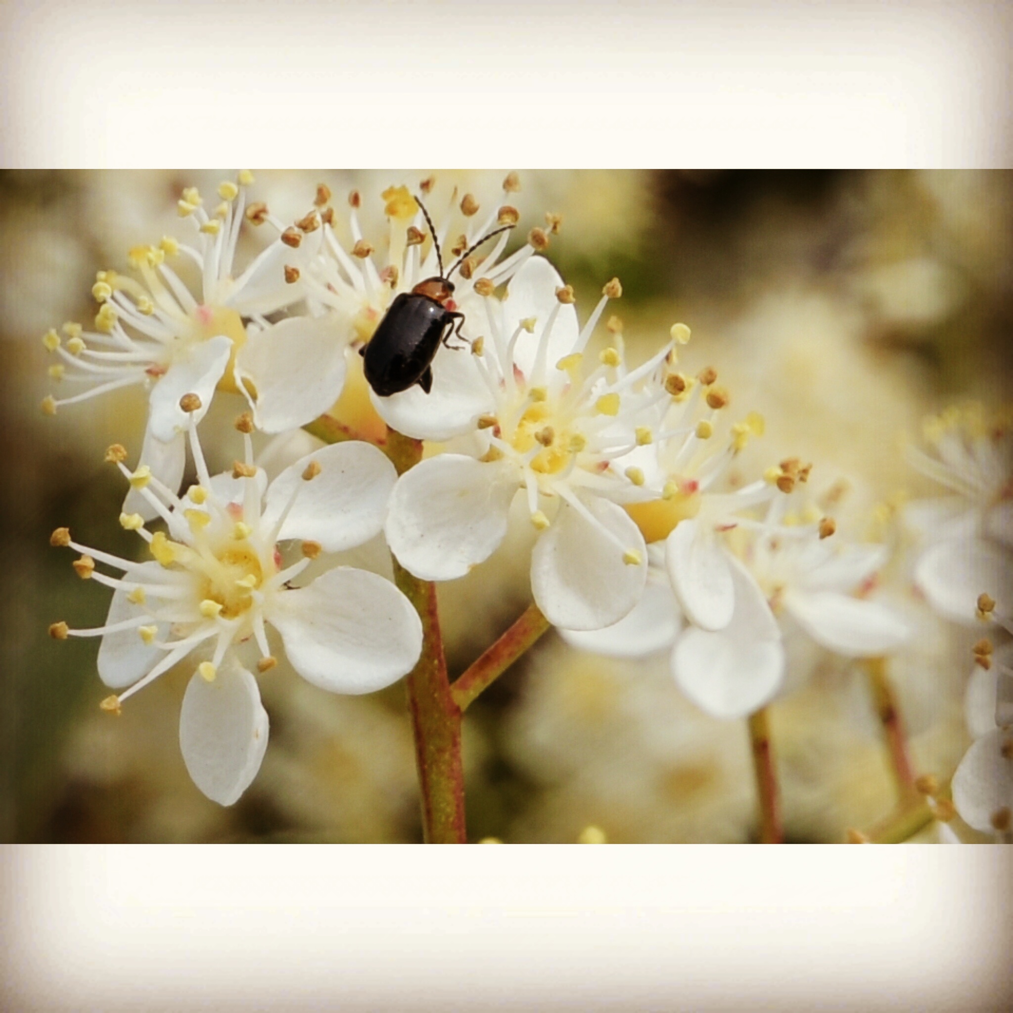 Insect on flower Photinia