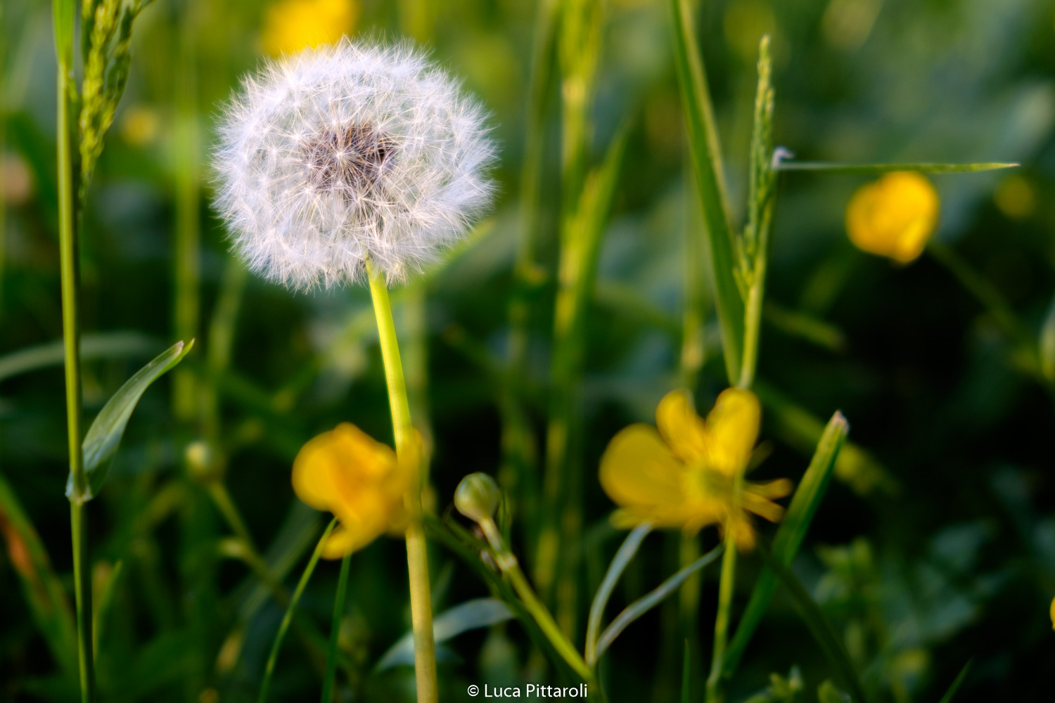 dandelion