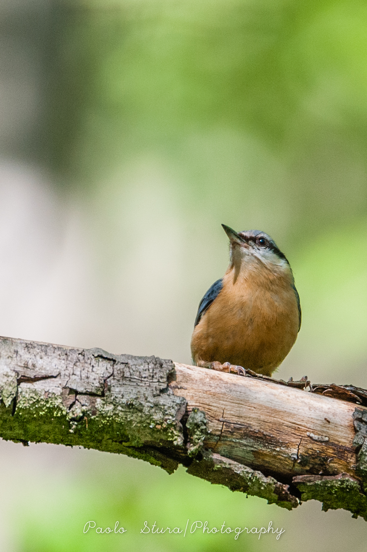 nuthatch