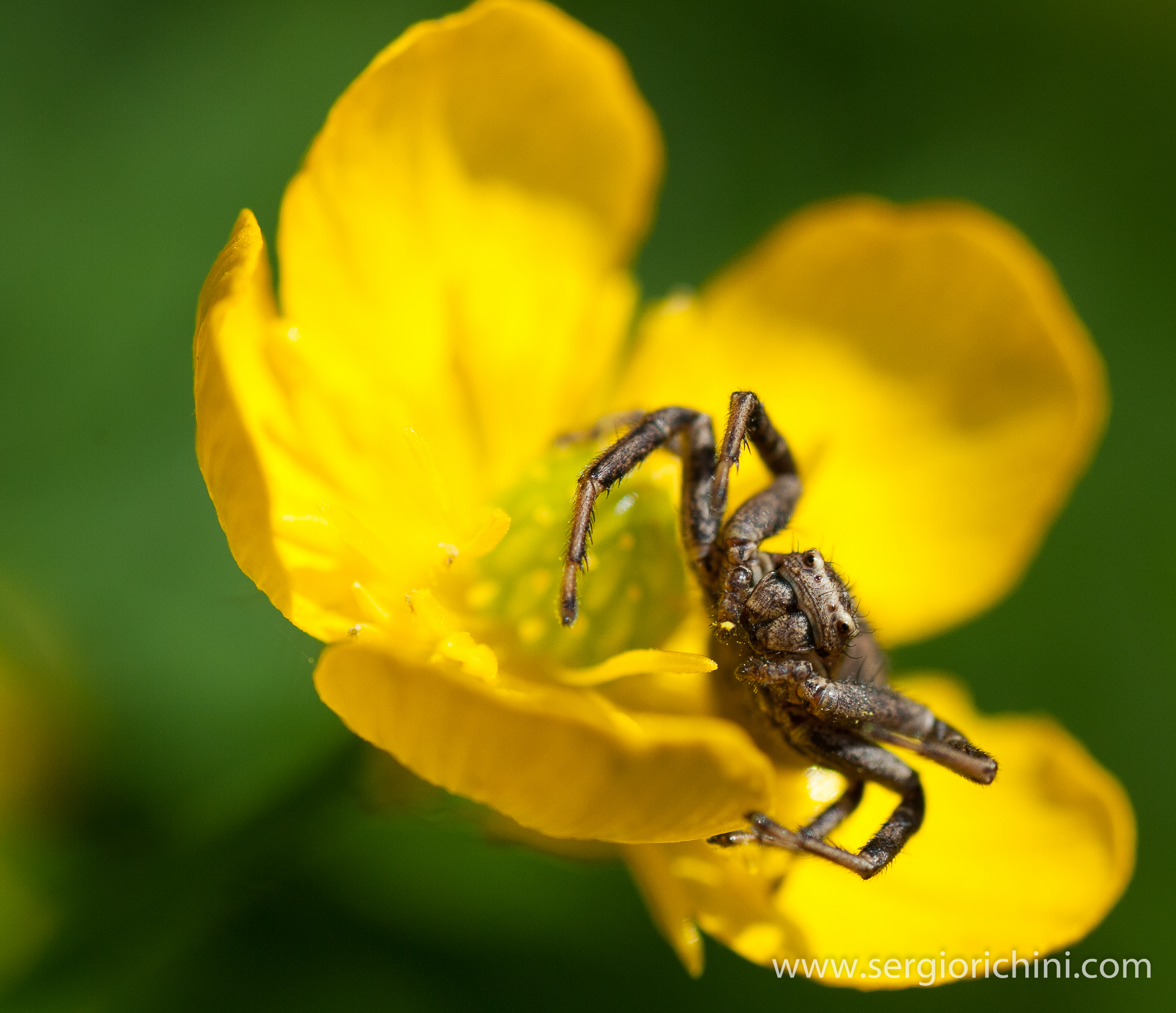 Ragno Rana (Solo perchè gli assomiglia)