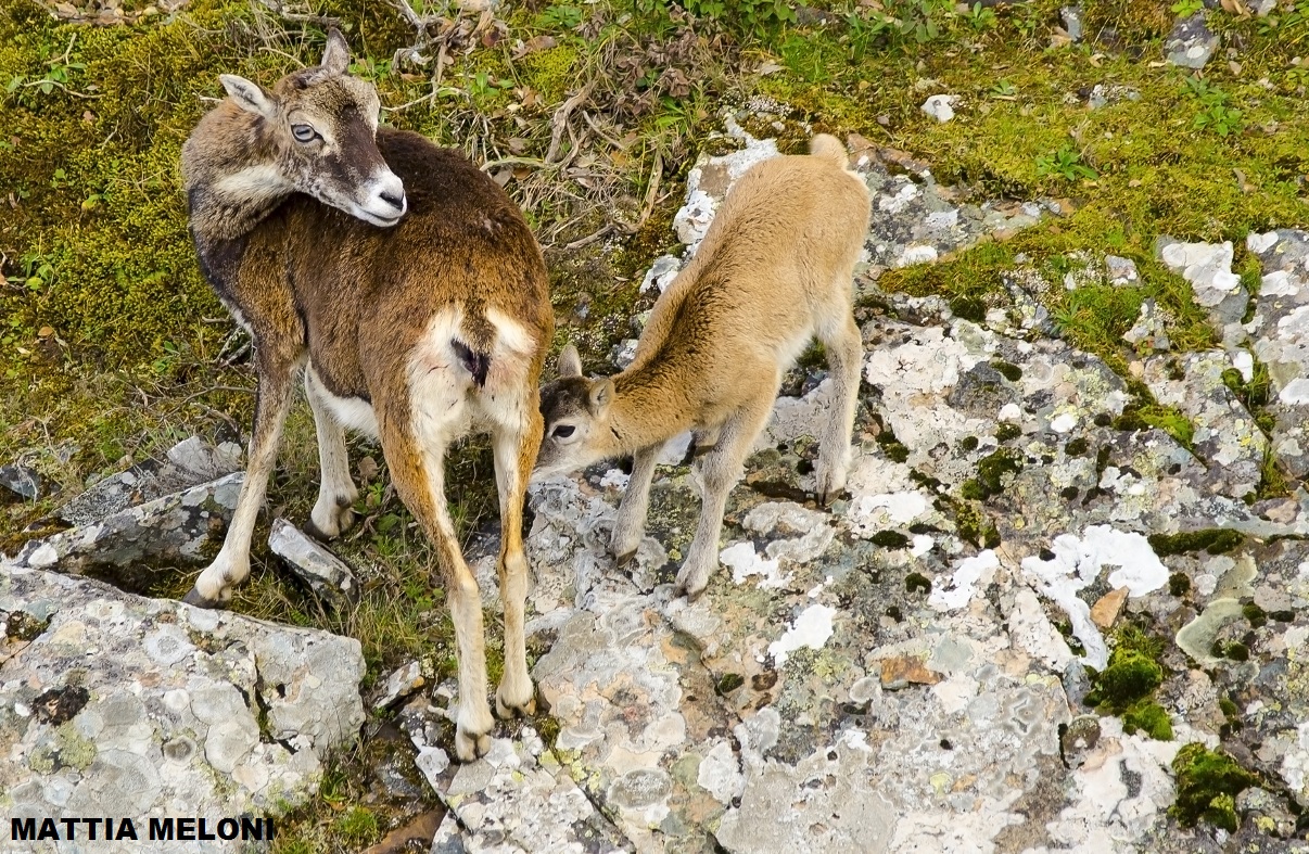 Mamma e piccolo - Muflone sardo - Ovis musimon