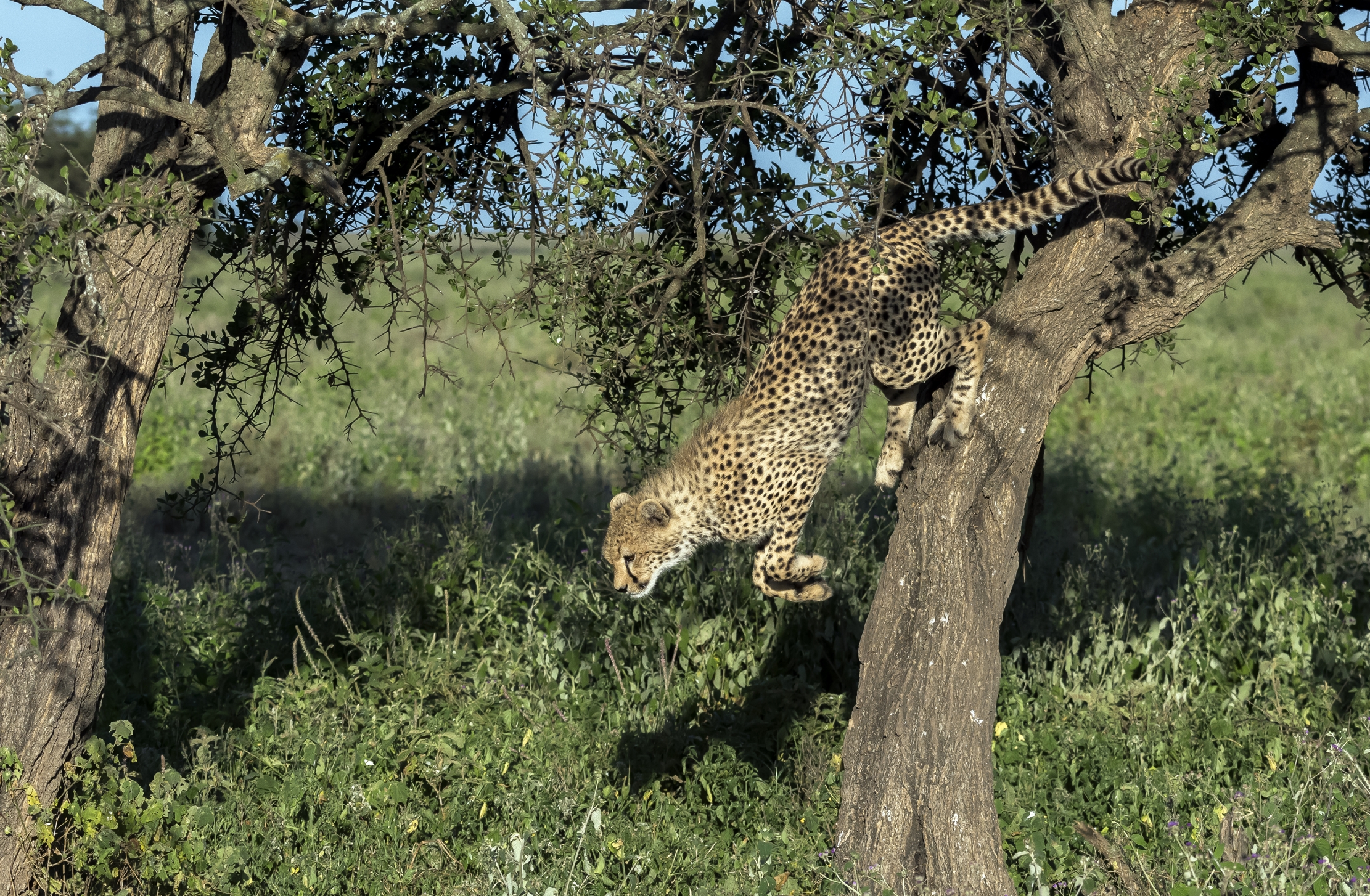 Tanzania 2016 - Il salto