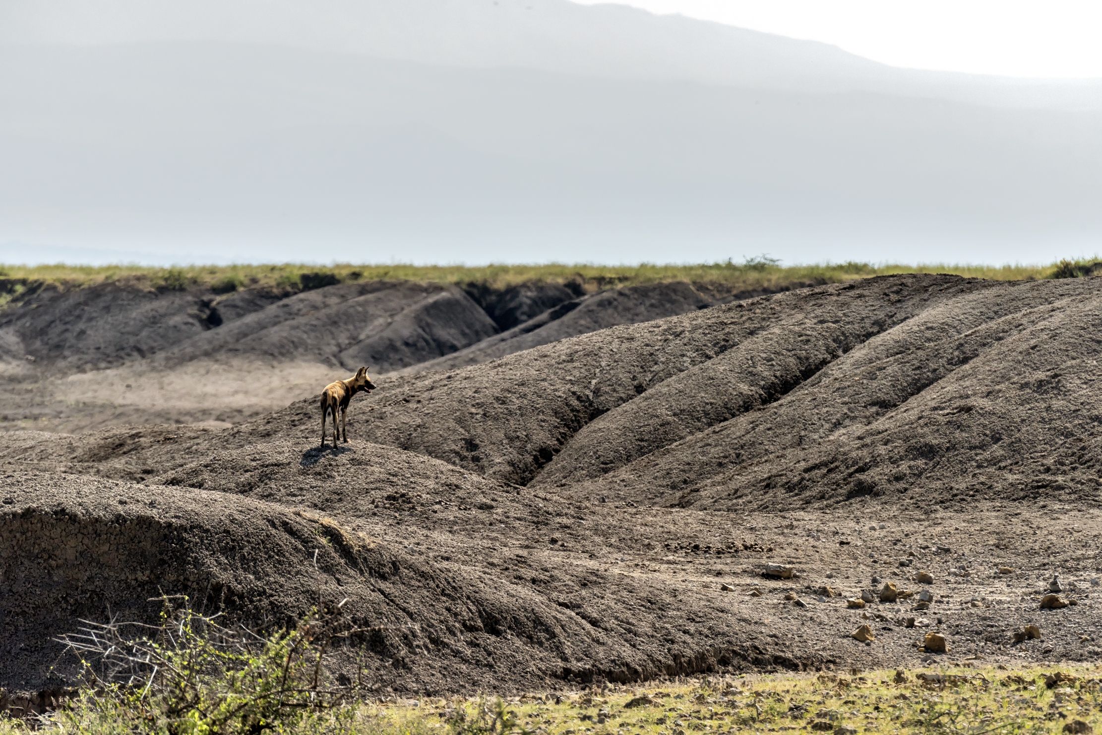 Tanzania 2016 - Licaone