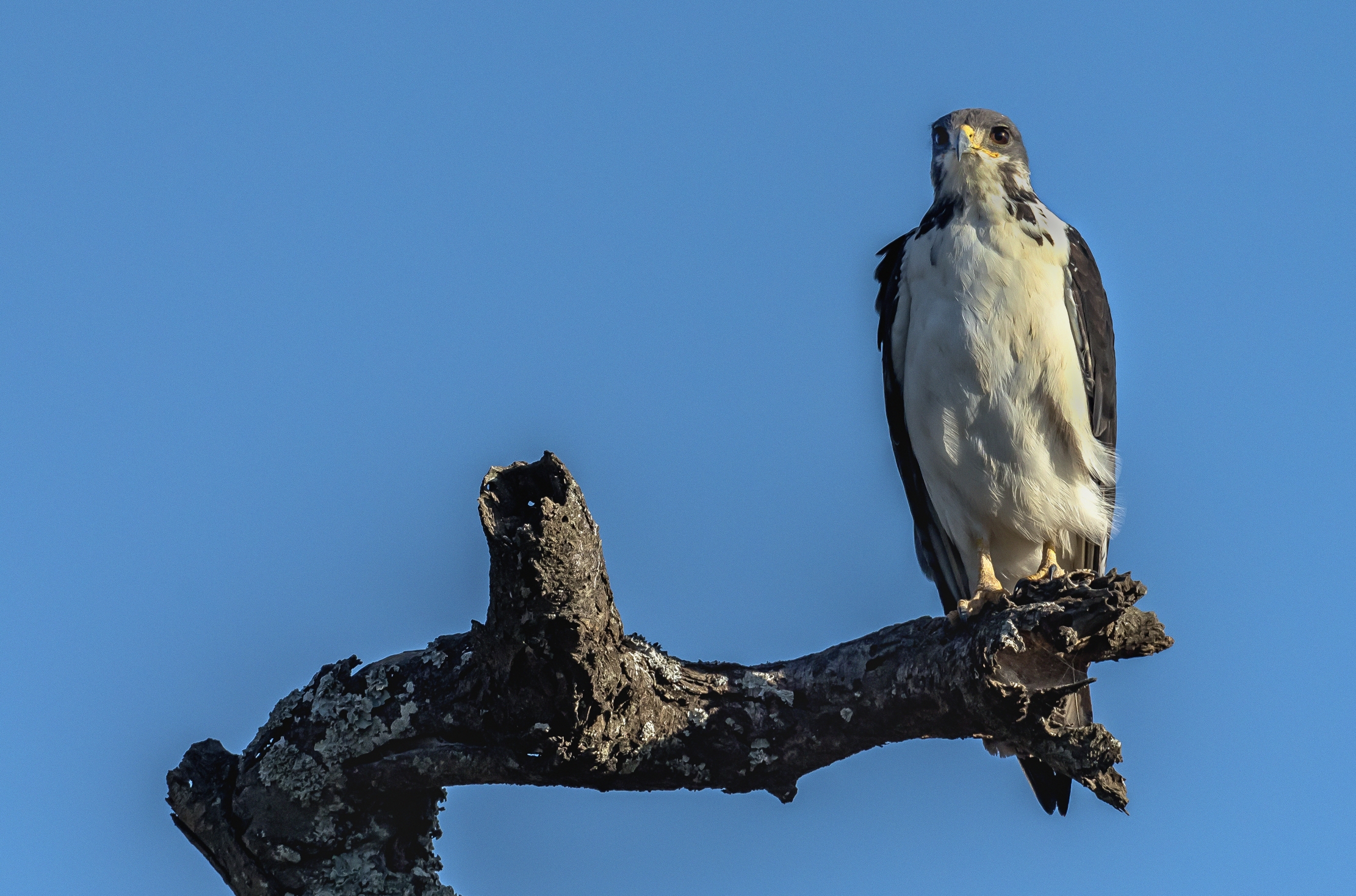 Tanzania 2016 - ????