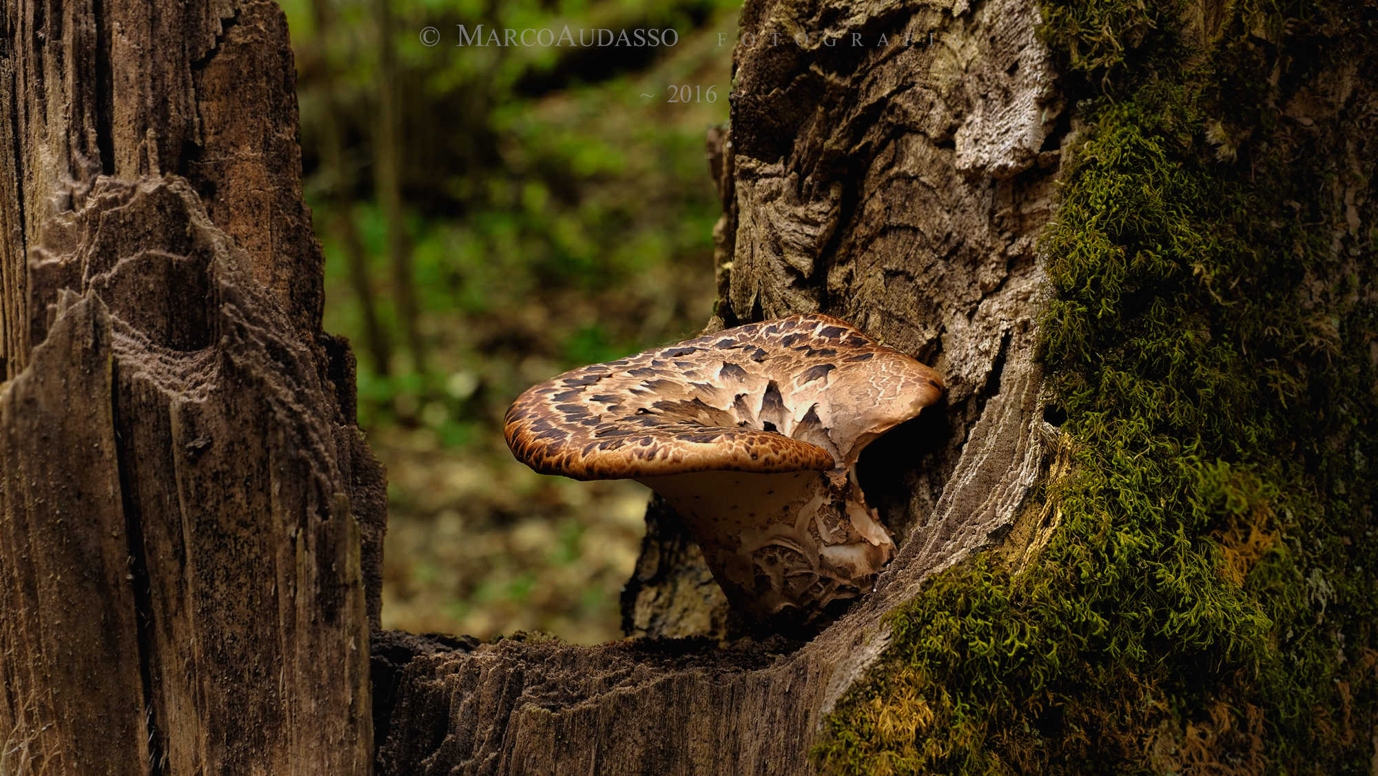 Un ospite indesiderato