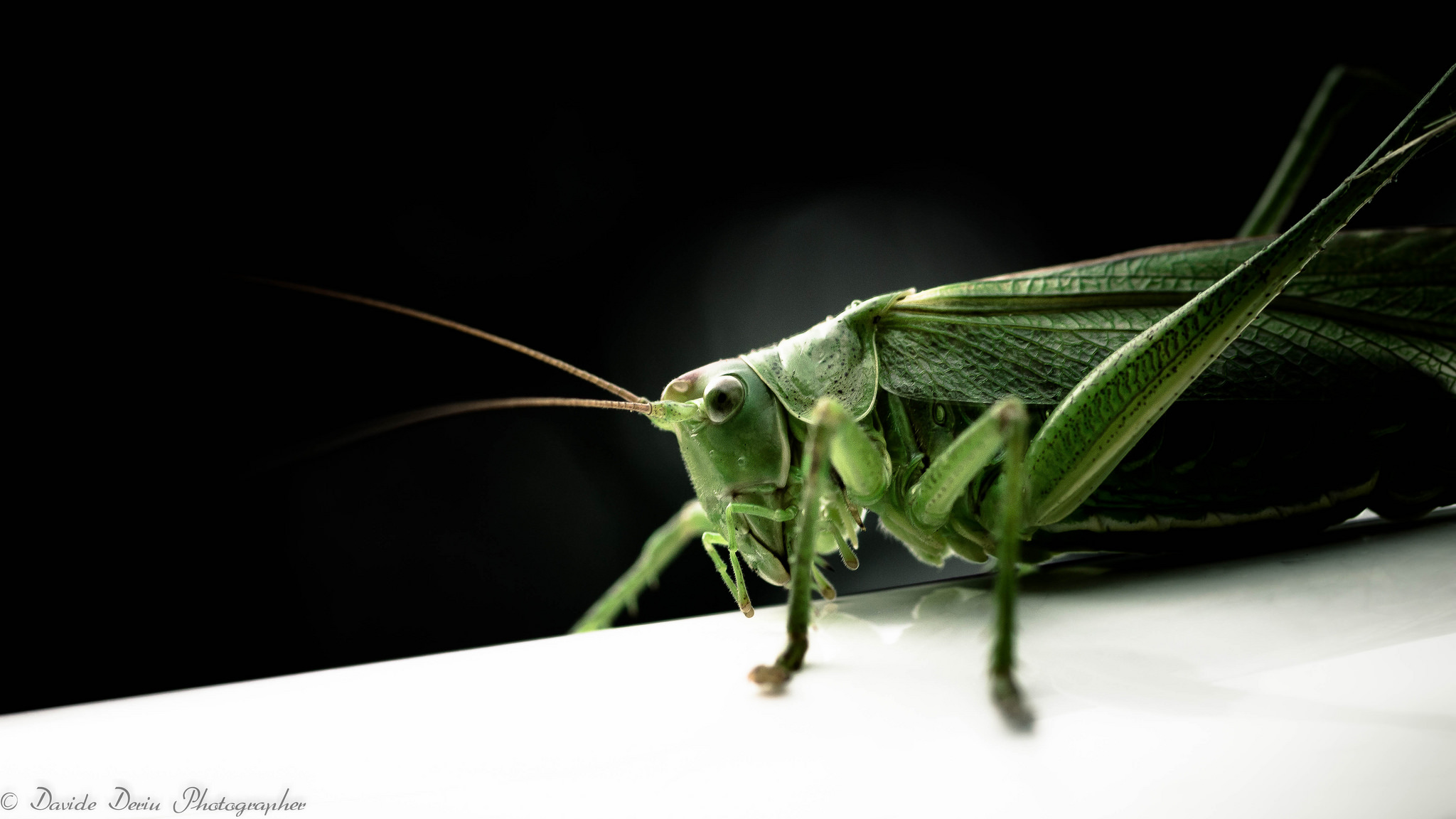 Portrait of Grasshopper