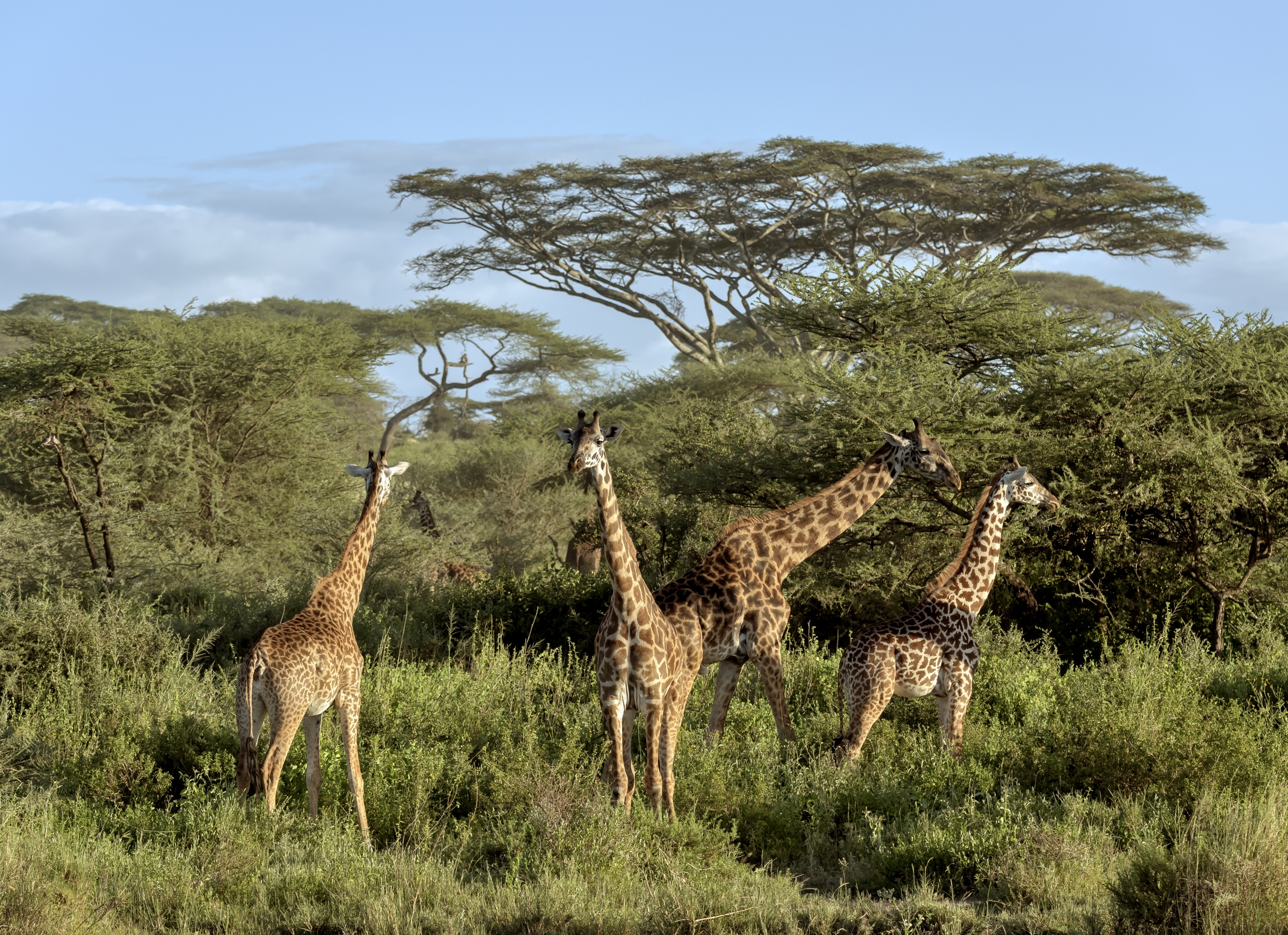 Tanzania 2016 - Giraffe