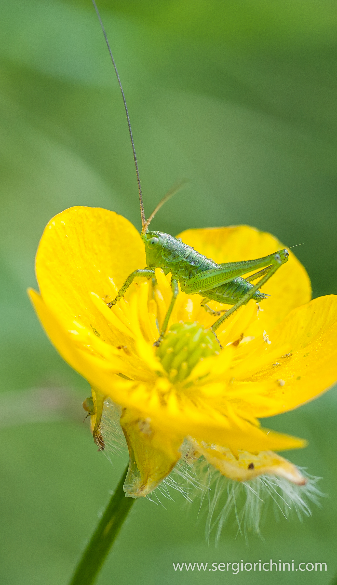Phaneroptera Nana (?)