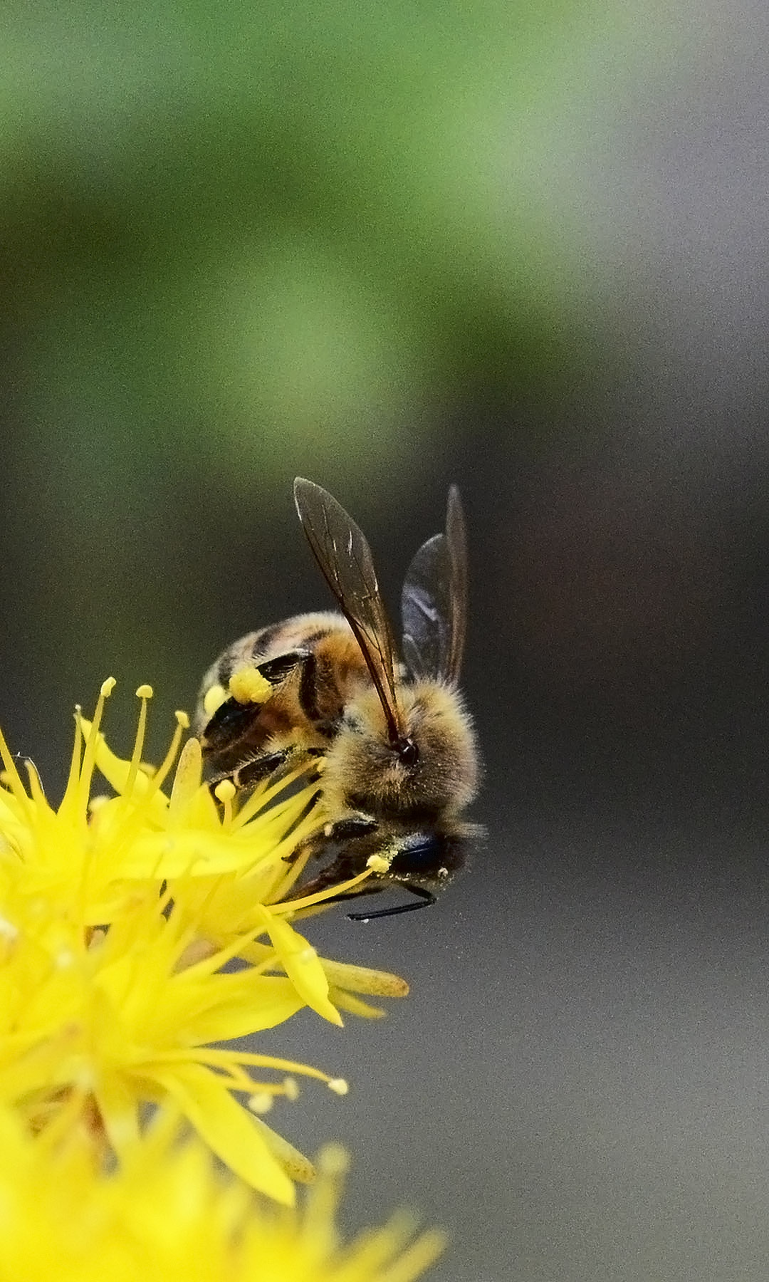 bee