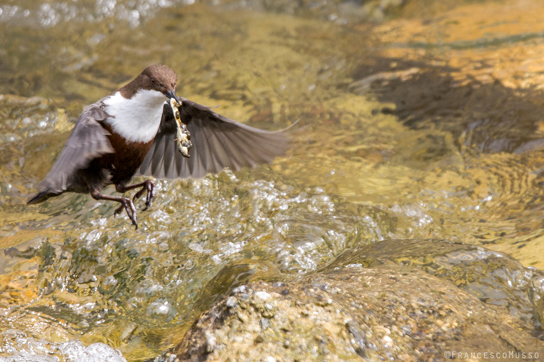 Merlo return Acquaiolo the nest