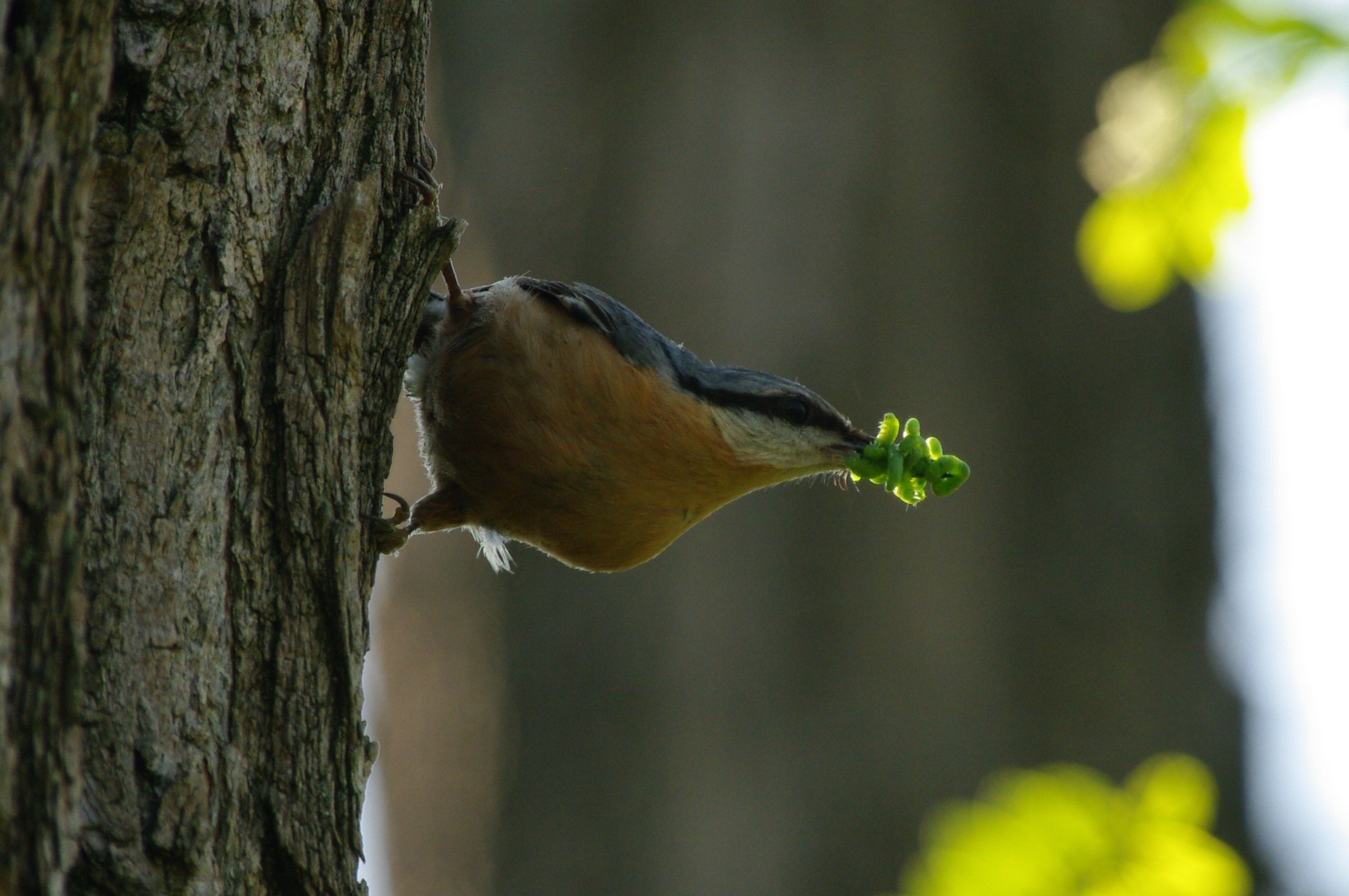 Picchio muratore (Sitta europaea)