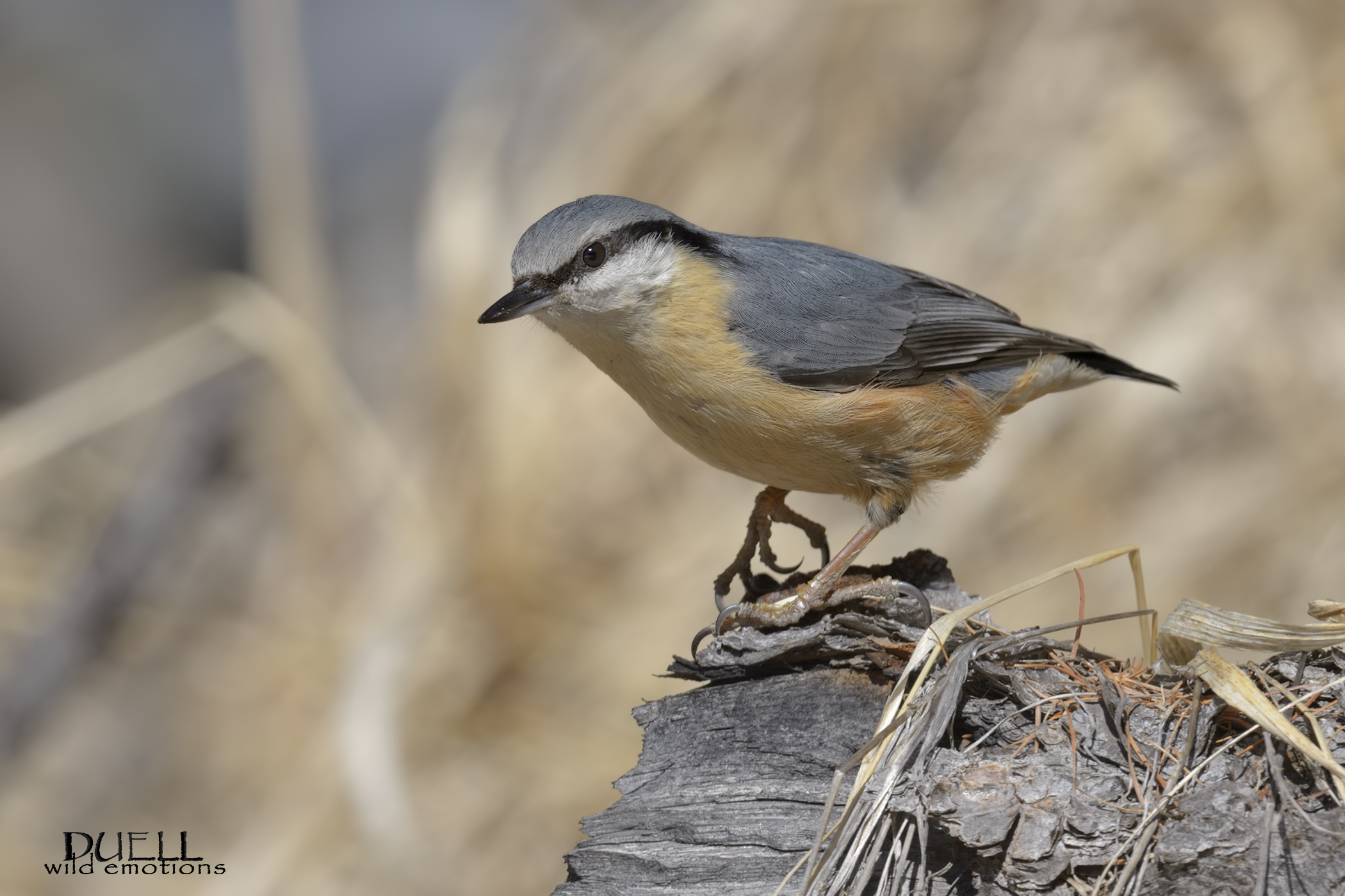 nuthatch