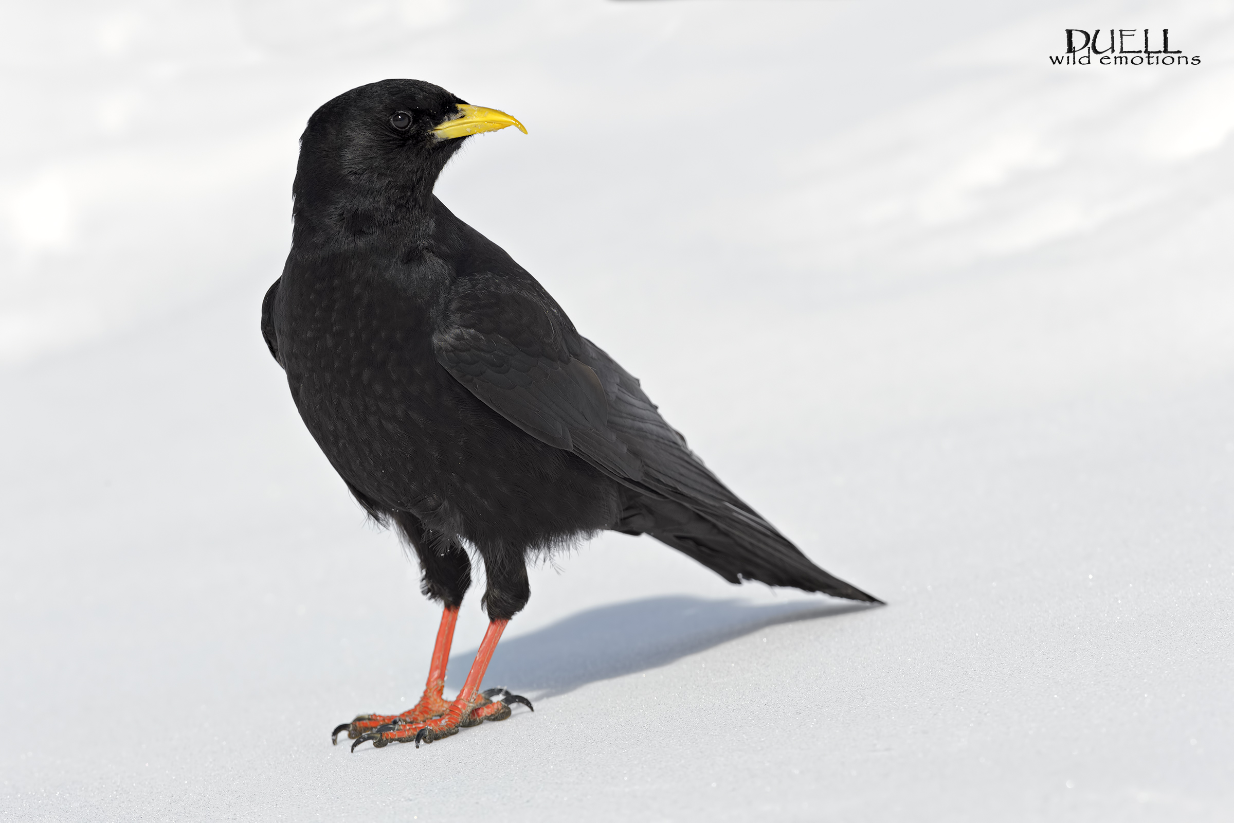 alpine chough