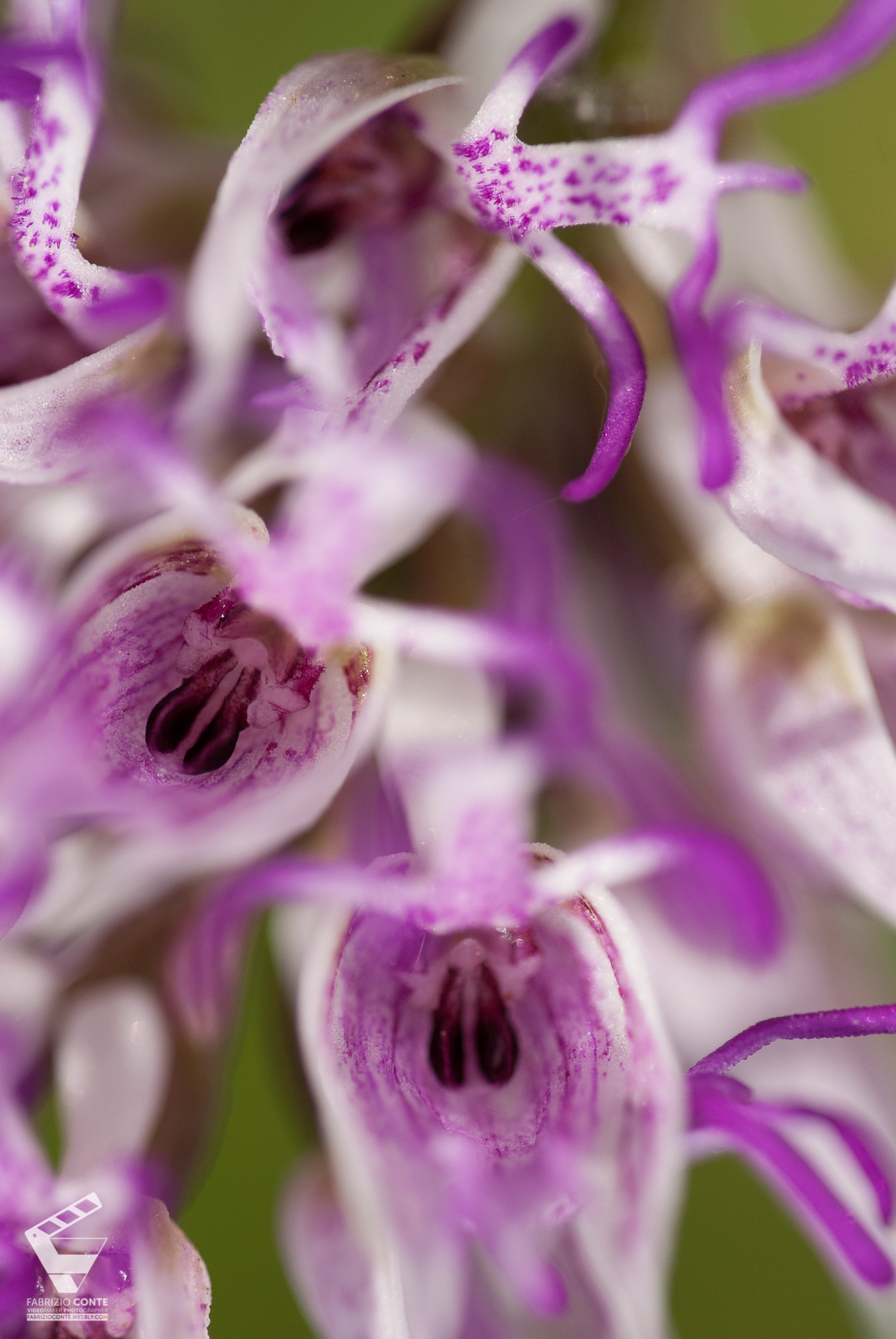 Orchidea 15