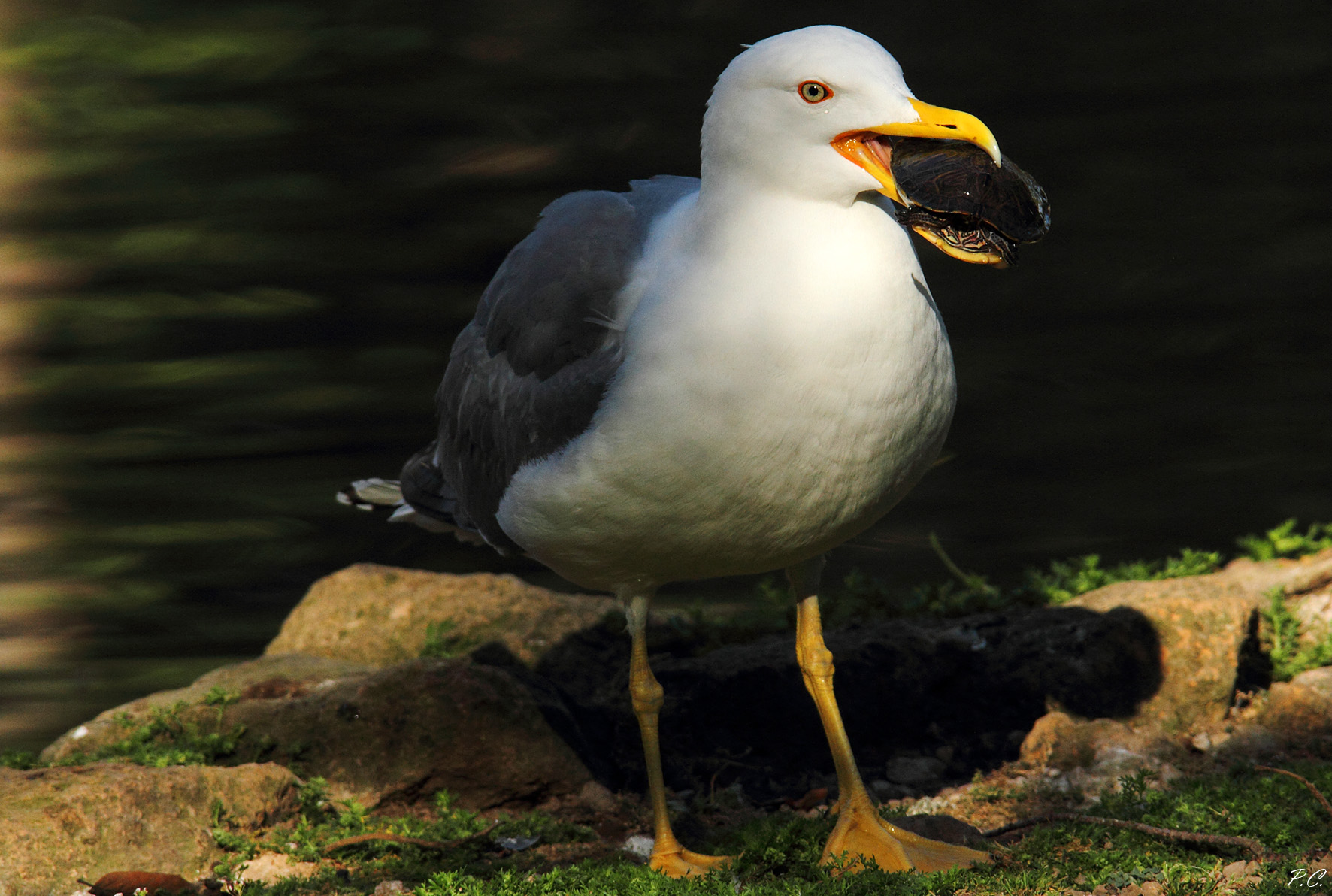 gabbiano vs tartaruga