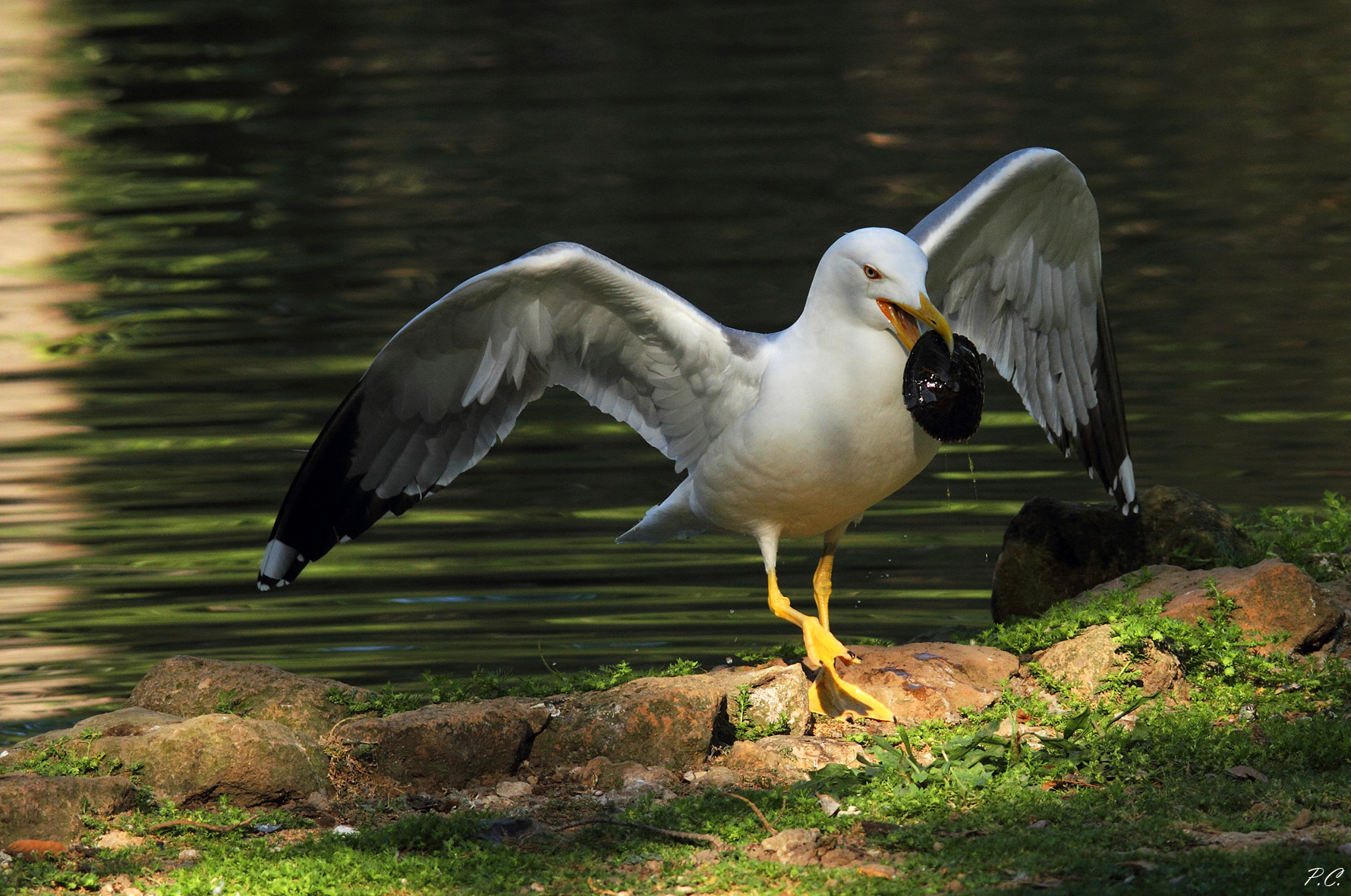 gabbiano vs tartaruga