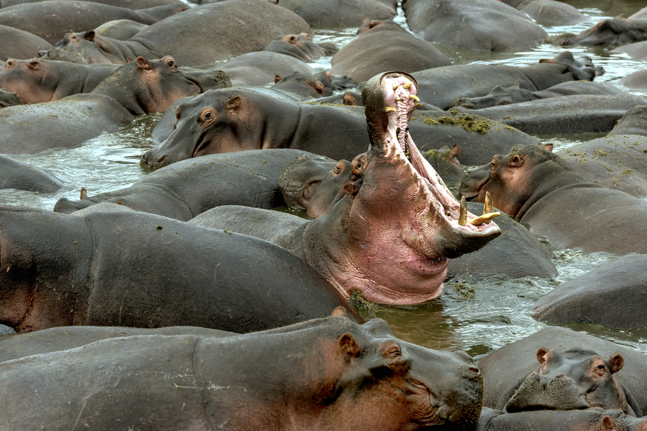 Tanzania 2016 - Ippo