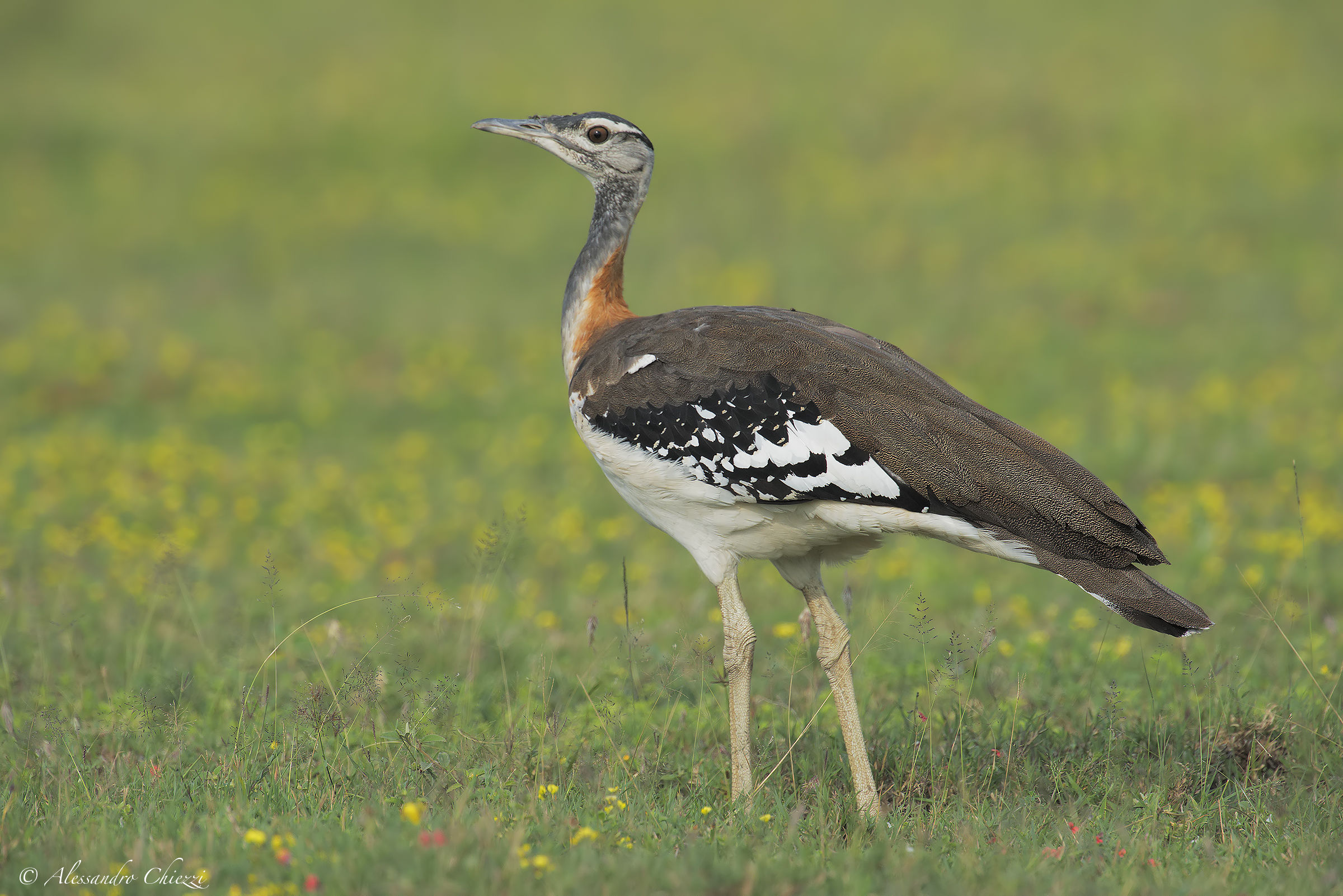 Bustard denham
