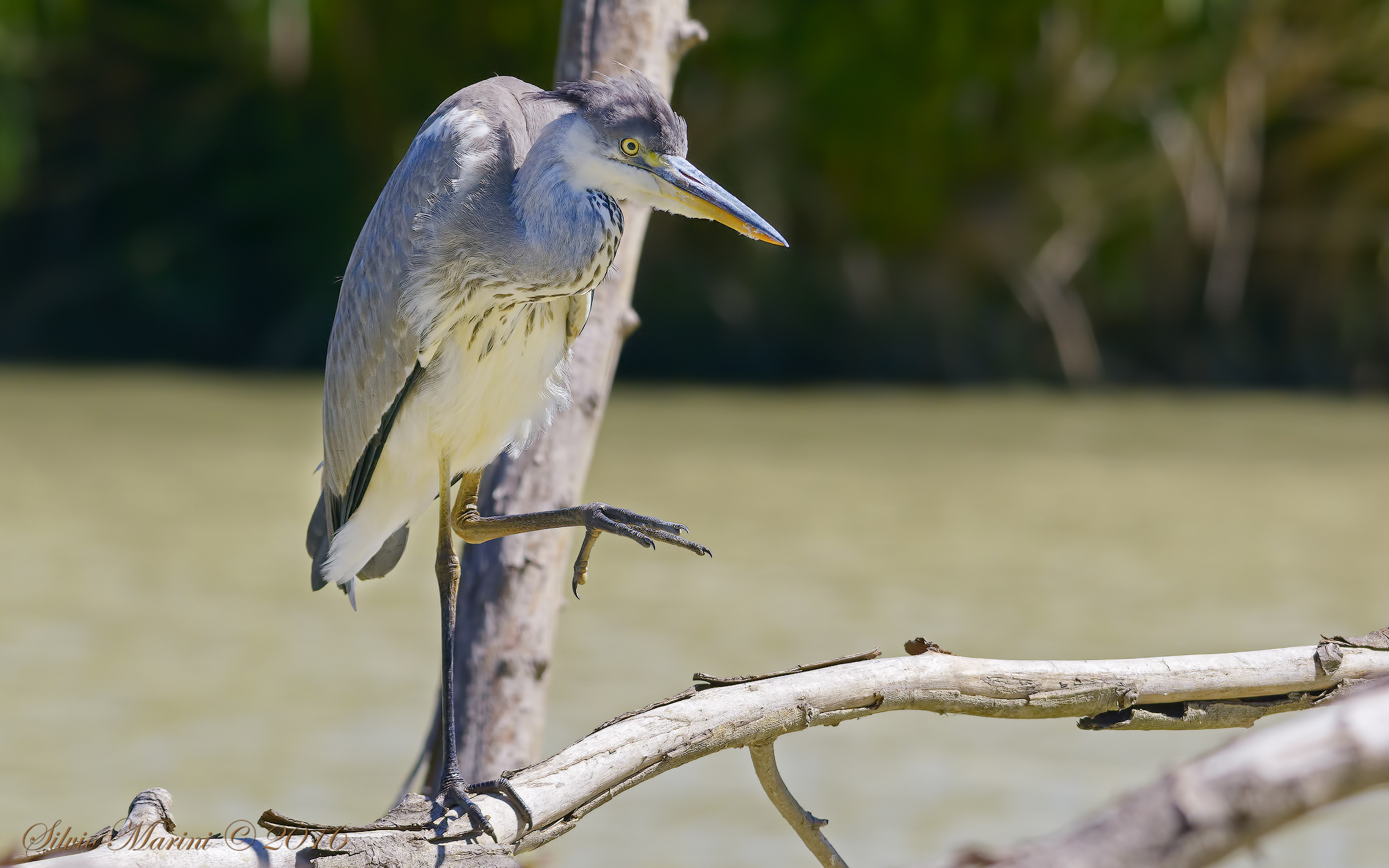 Airone cenerini (Ardea cinirea)