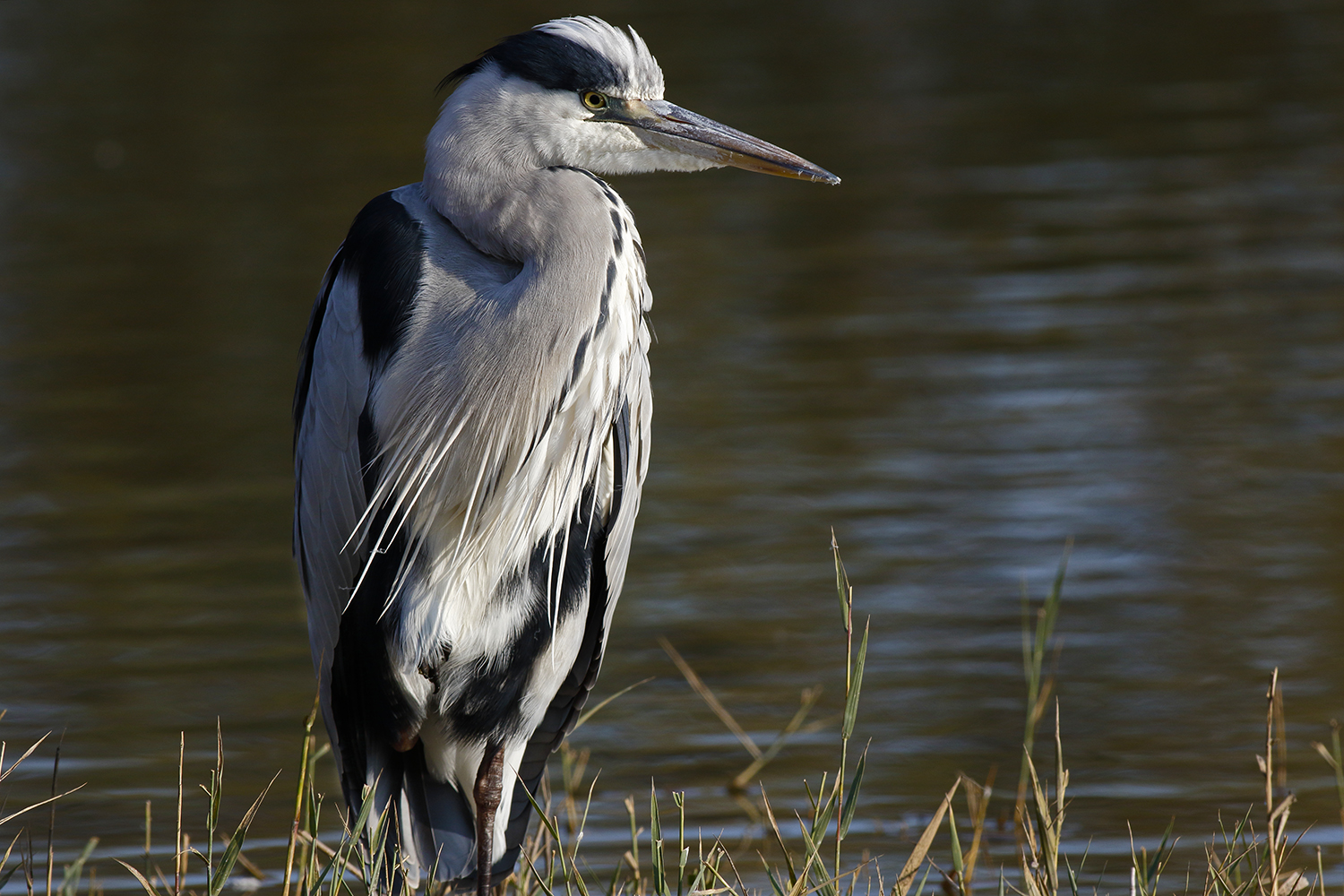 Grey Heron