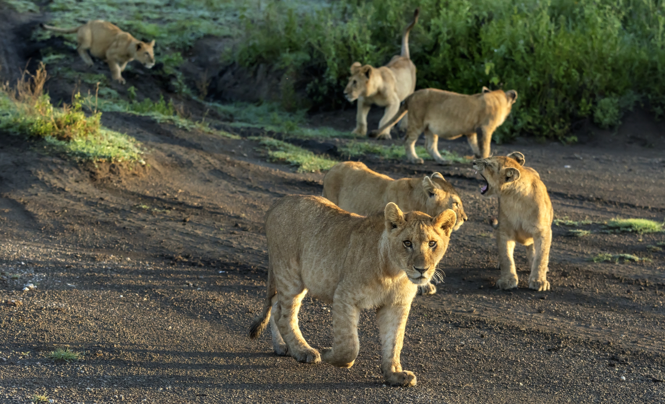 Tanzania 2016 - Cuccioli all'alba