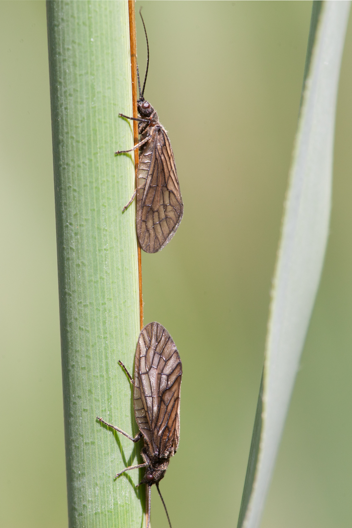Chi scende e chi sale