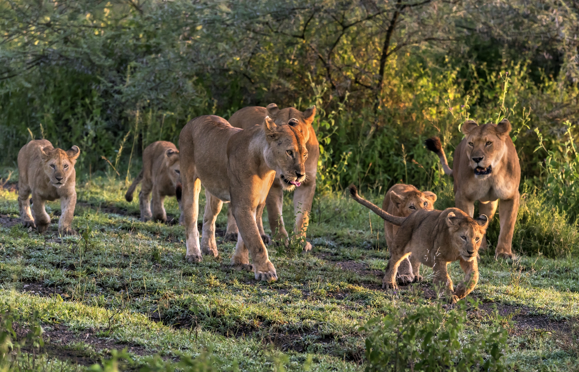 Tanzania 2016 - Alba