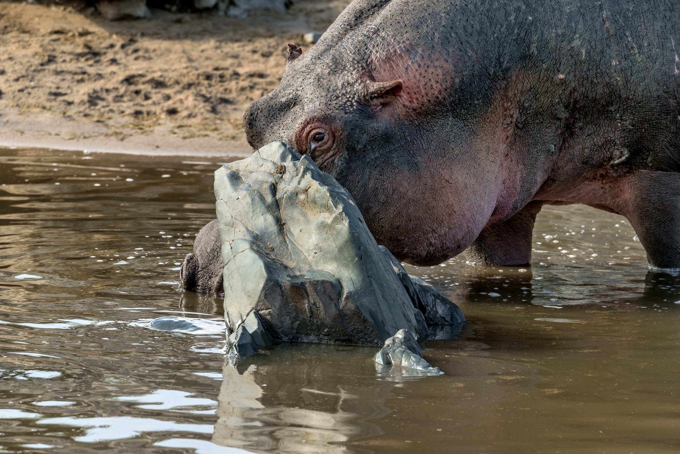 Tanzania 2016 - Timido