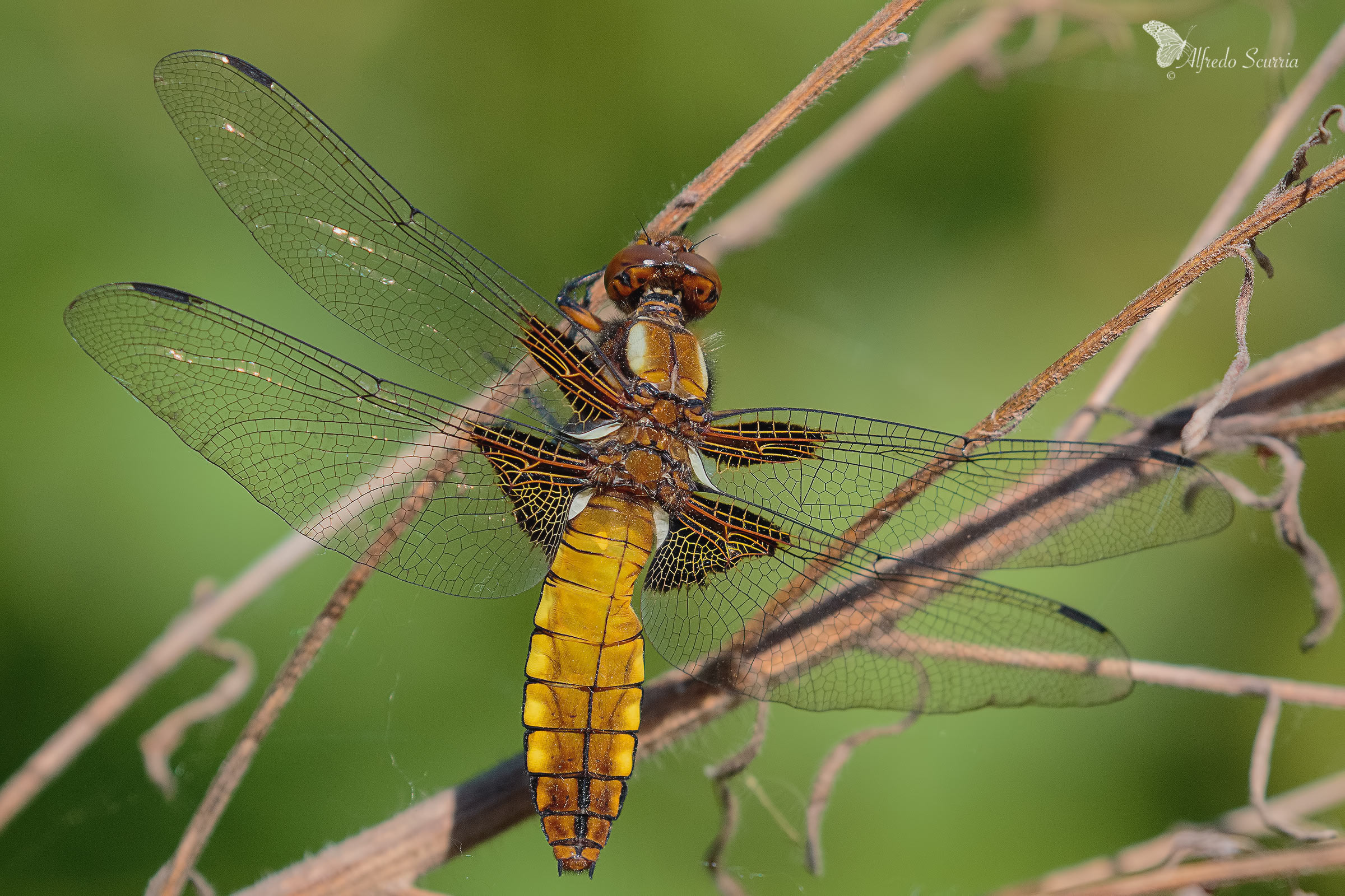 libellula depressa linnaeus