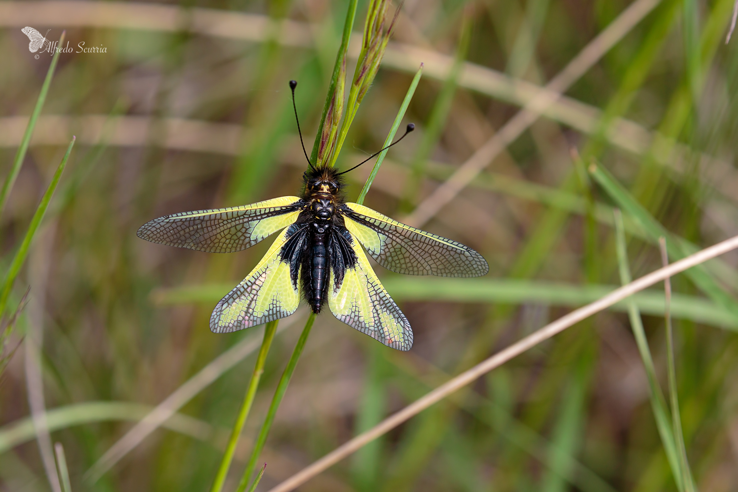 femmina libelloides coccajus