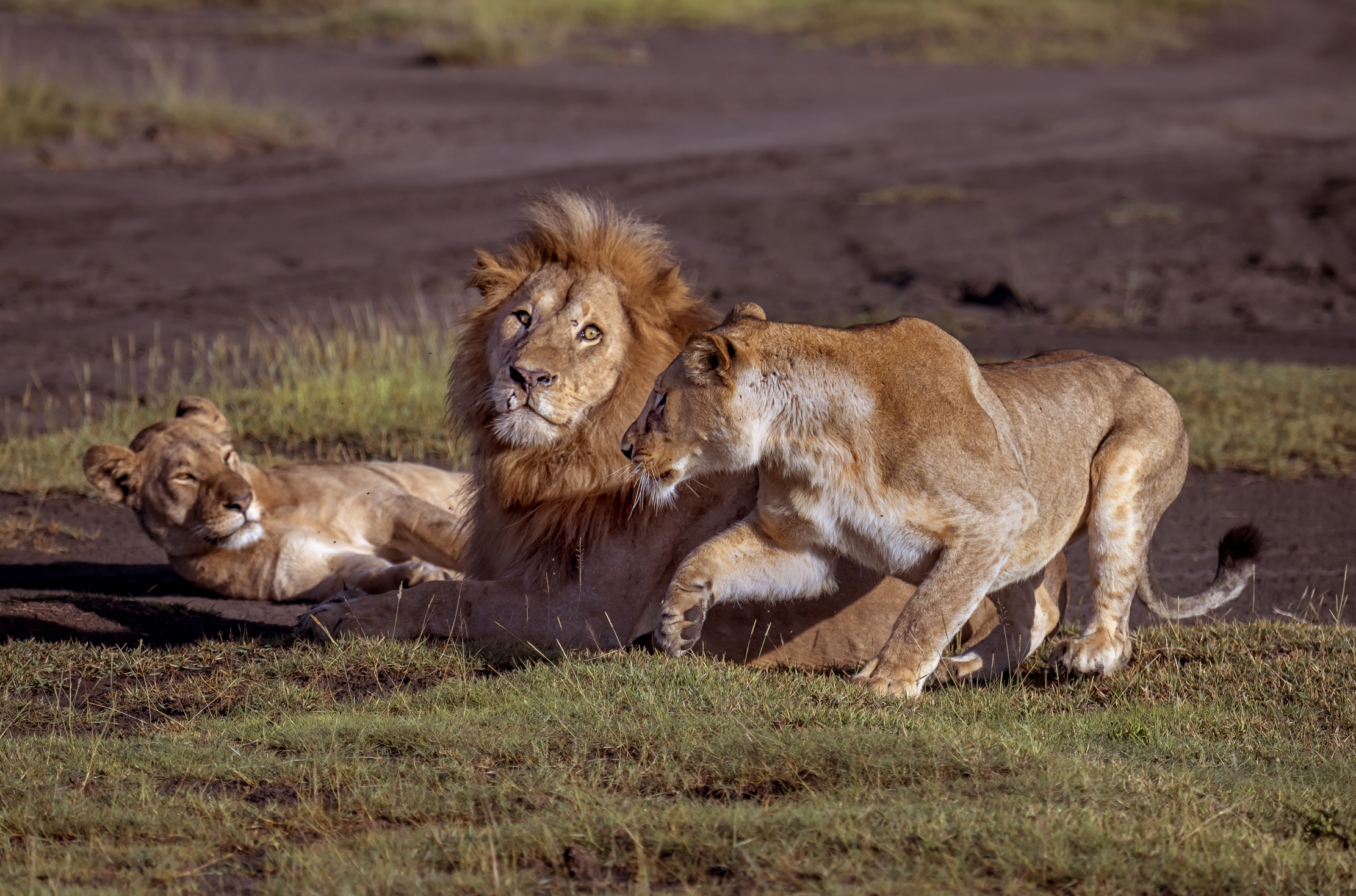 Tanzania 2016 - Il triangolo