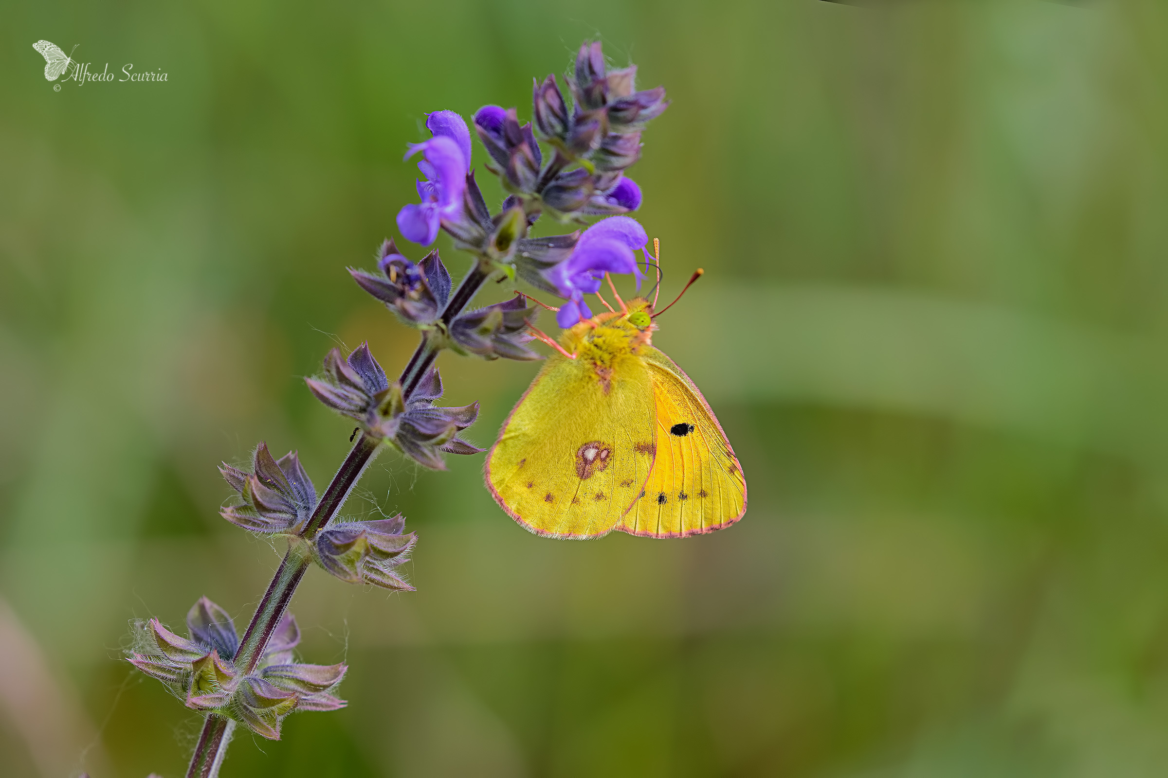 colias Crocea