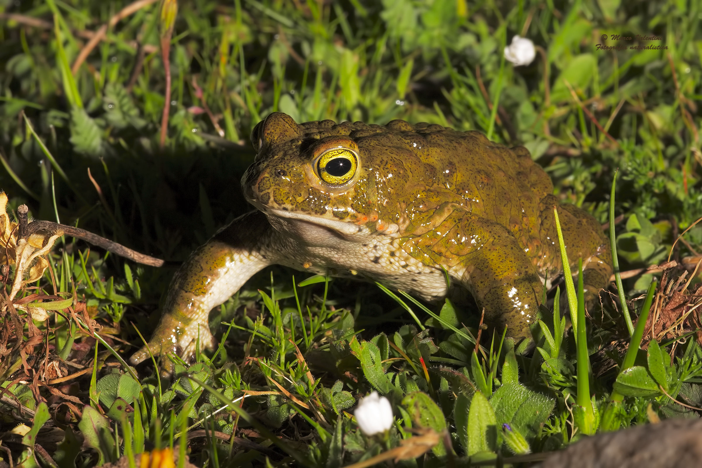 natterjack toad