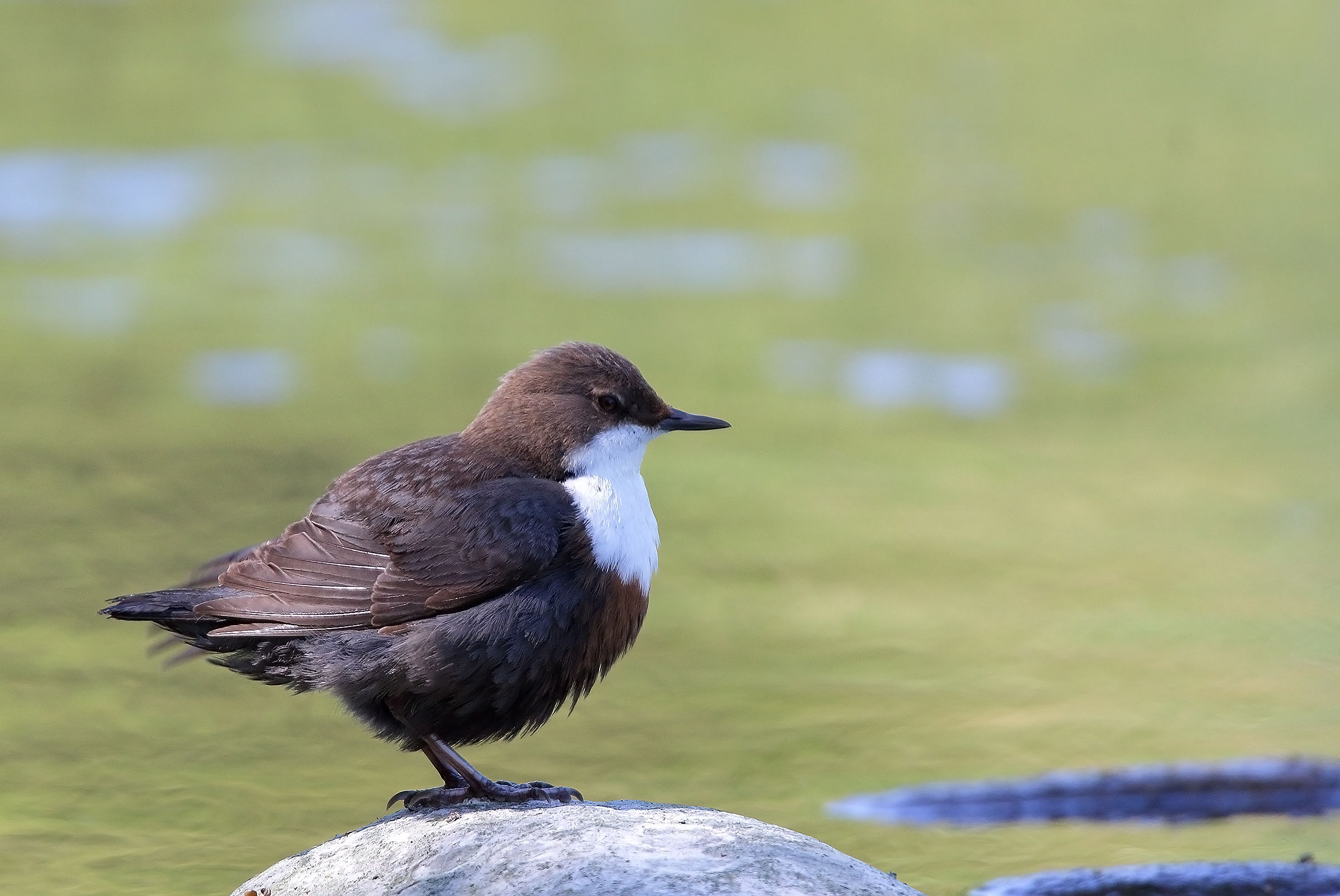 dipper