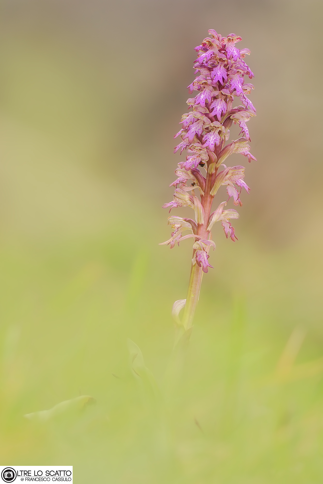 Barlia robertiana (Loisel.) Greuter, 1967