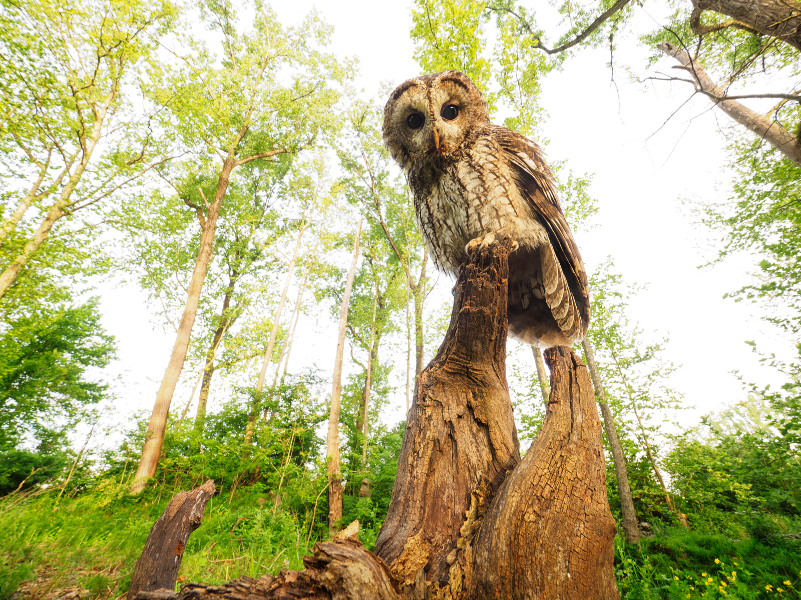 Allocco grandangolare.