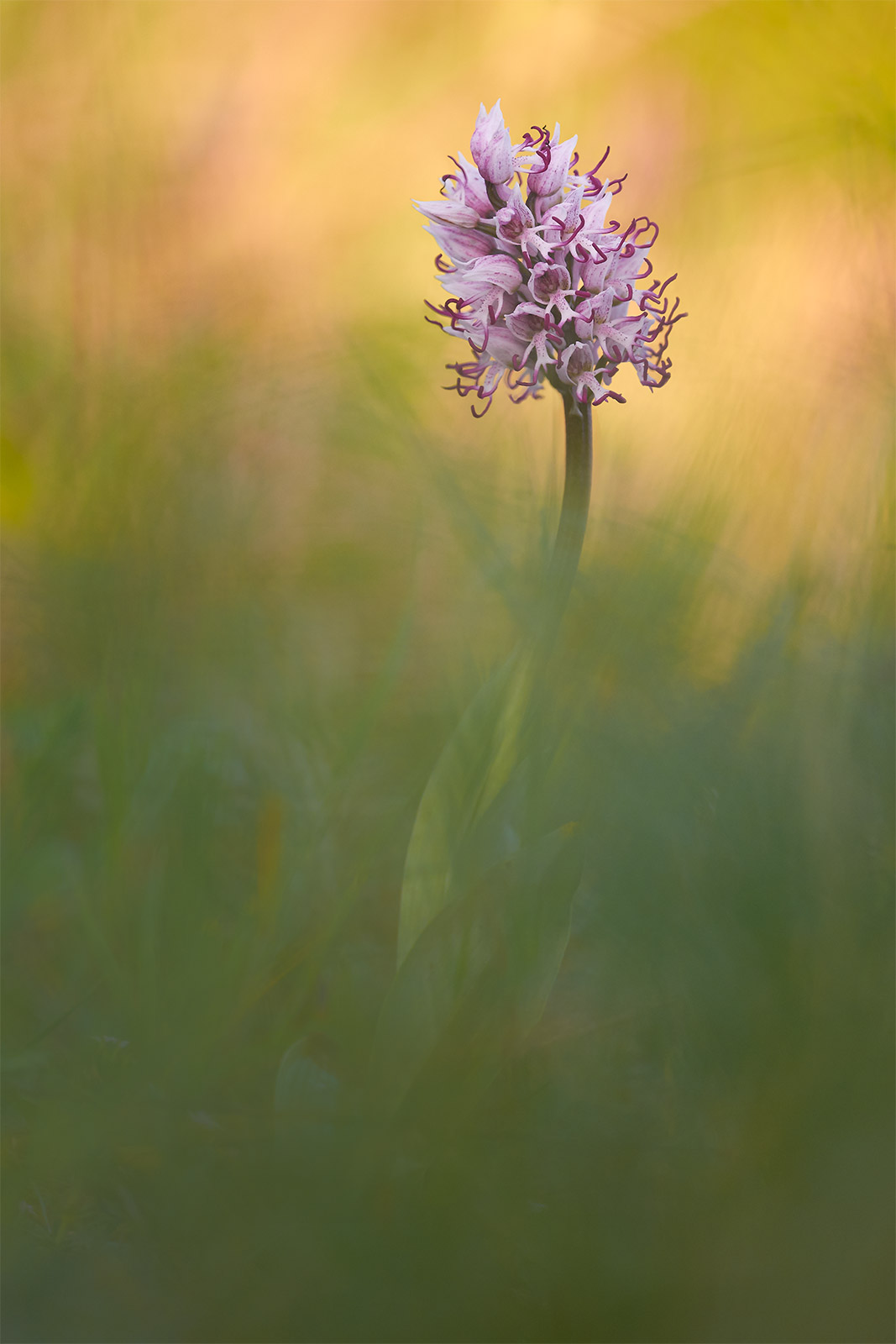 Orchis simia