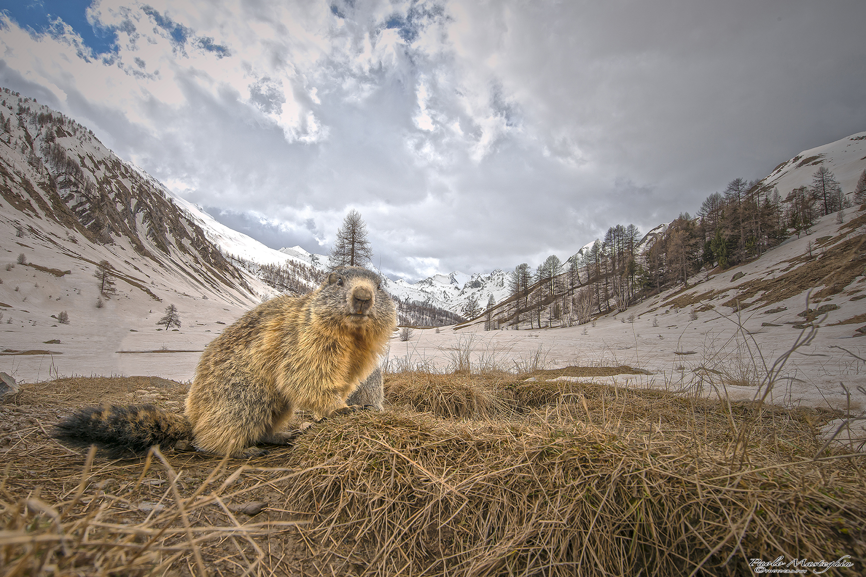 The magical world of marmots ....