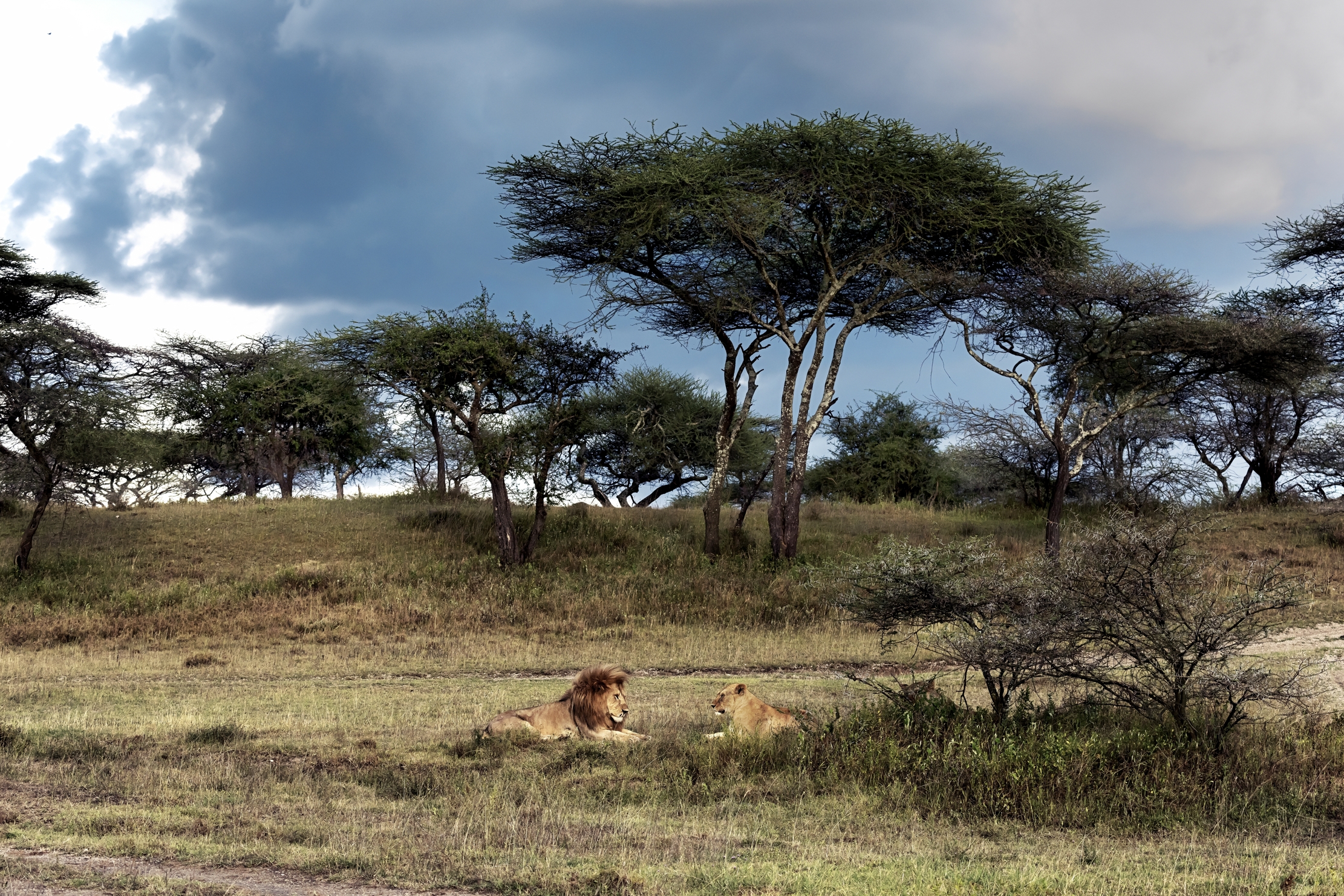 Tanzania 2016 - Ndutu Area