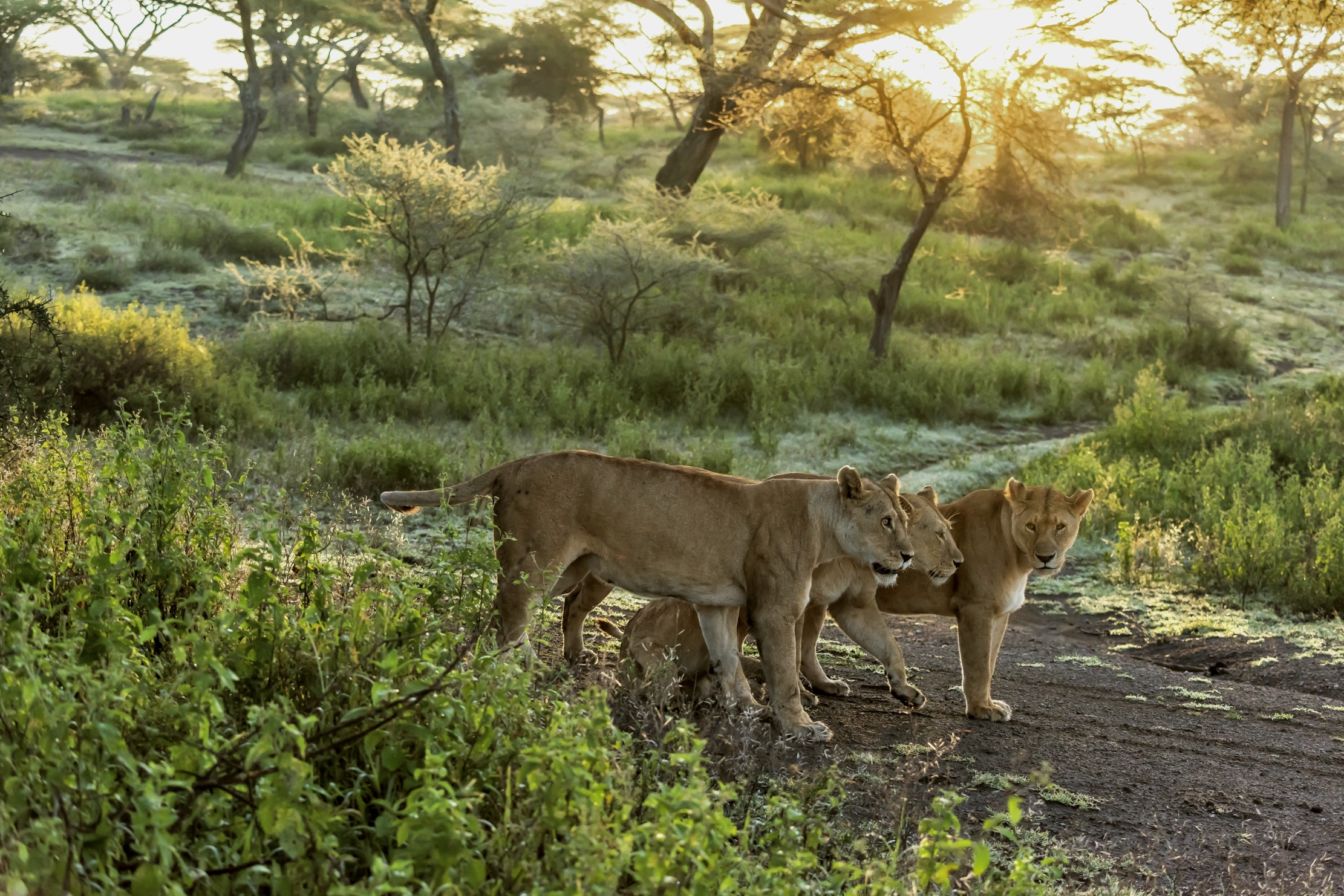 Tanzania 2016 - Alba