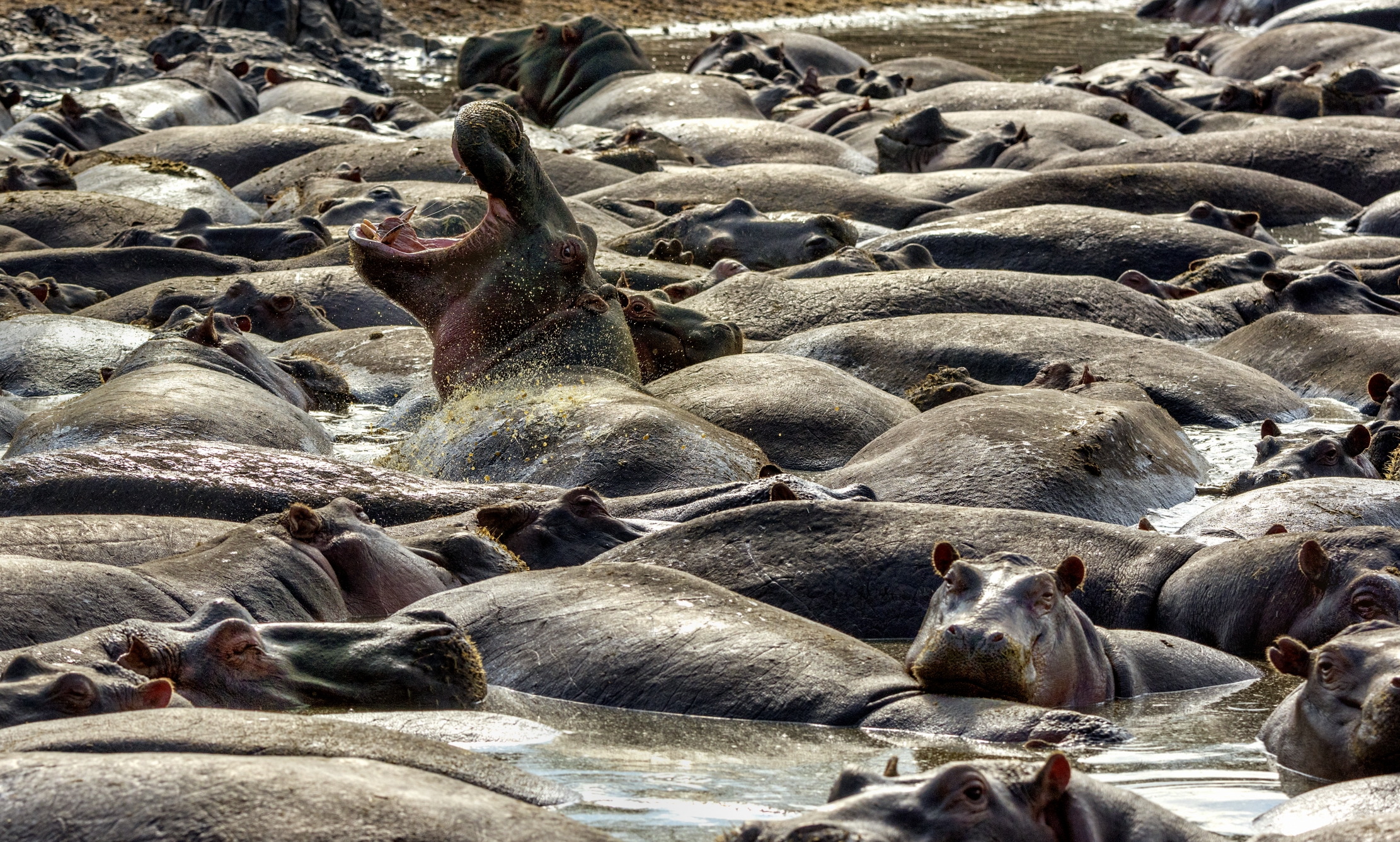 Tanzania 2016 - Ippo