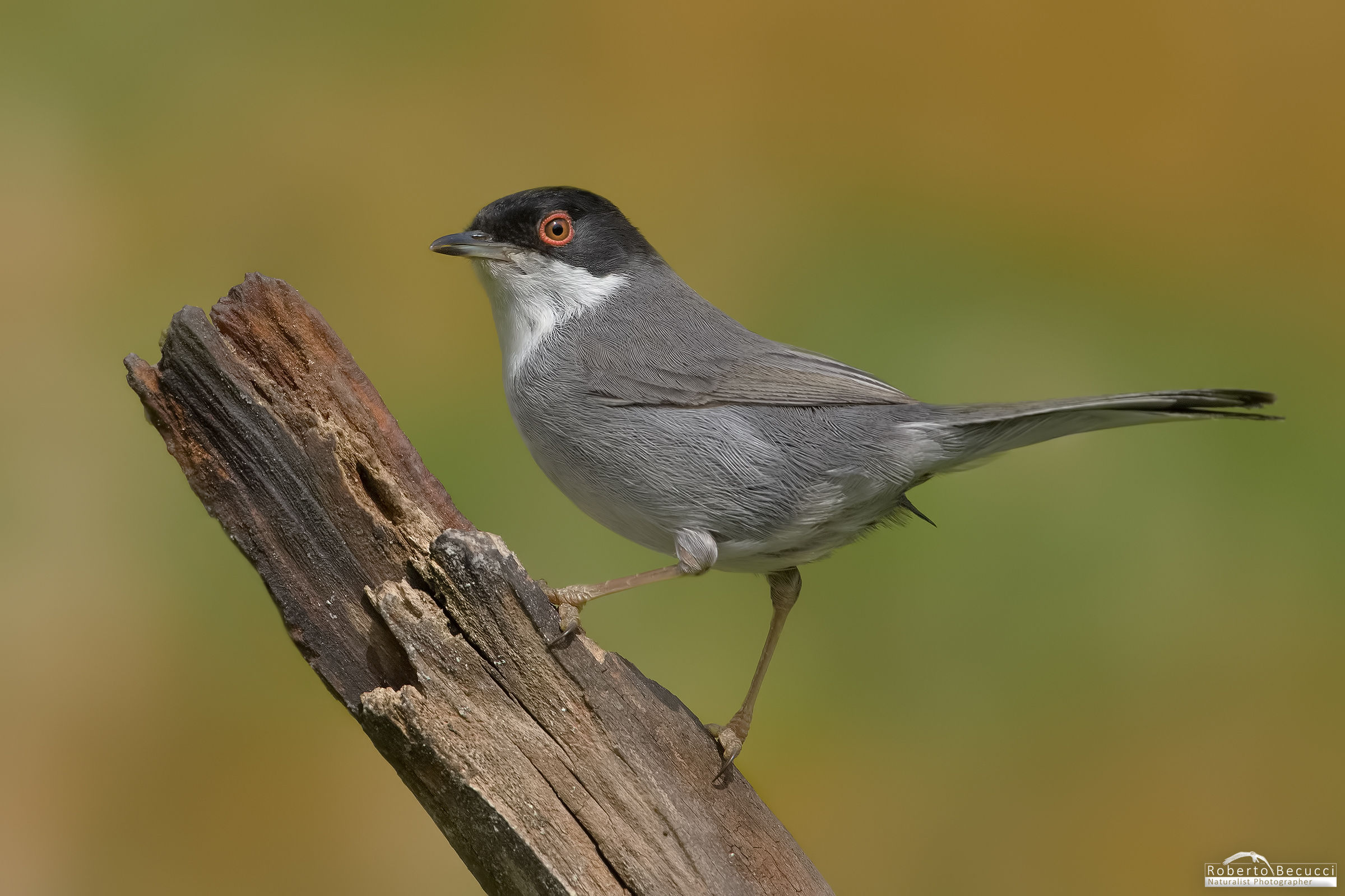 Ancora a 400 ISO con d7200