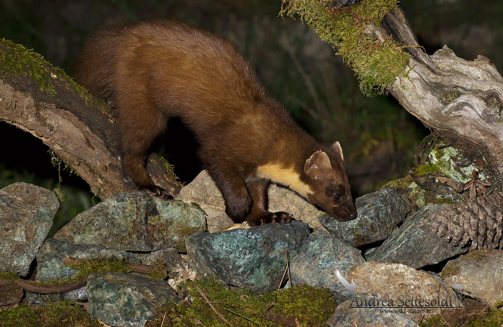 Marten
