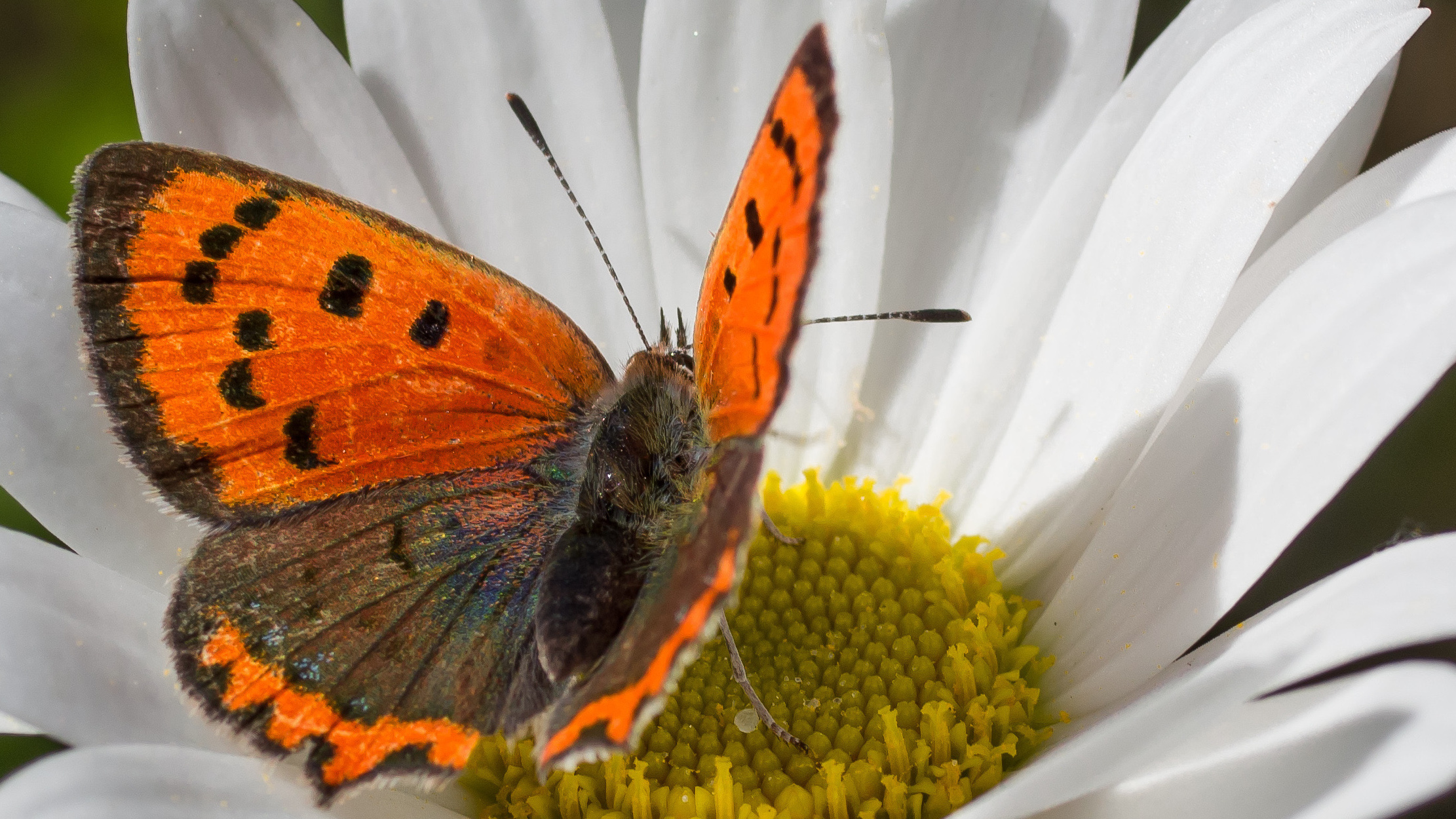 Daisy and his guest.