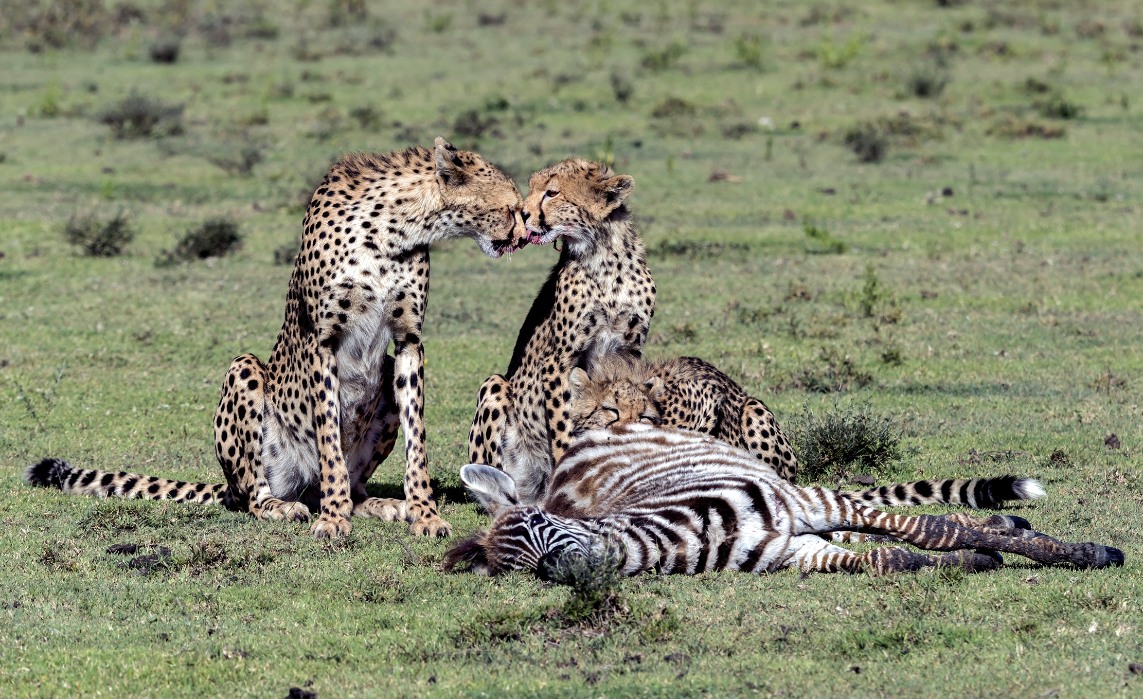 Tanzania 2016 - Dopo la  Predazione