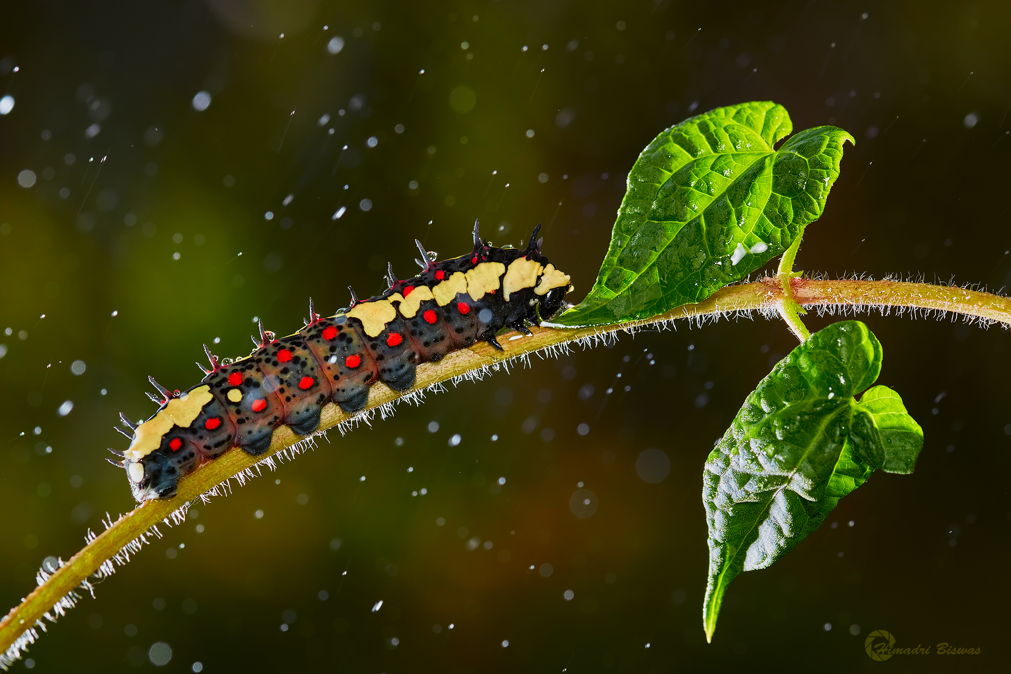 Caterpillar