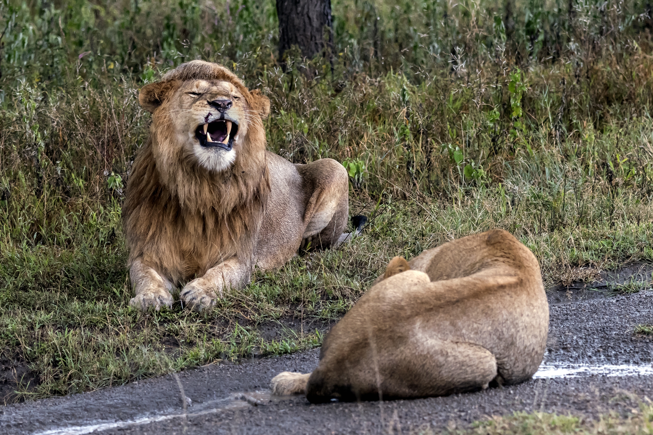 Tanzania 2016 - Dopo la pioggia
