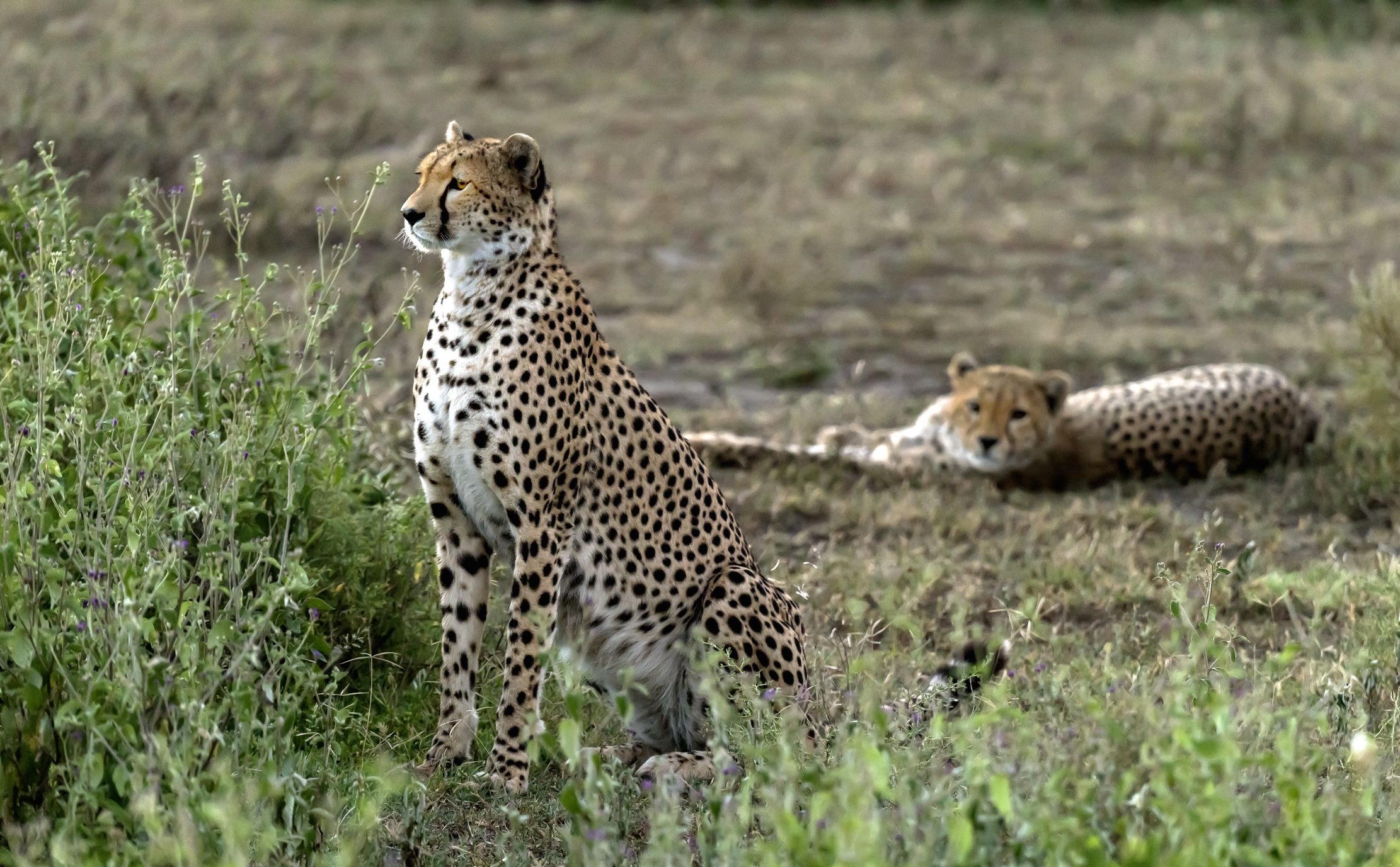 Tanzania 2016 - Brothers all'alba