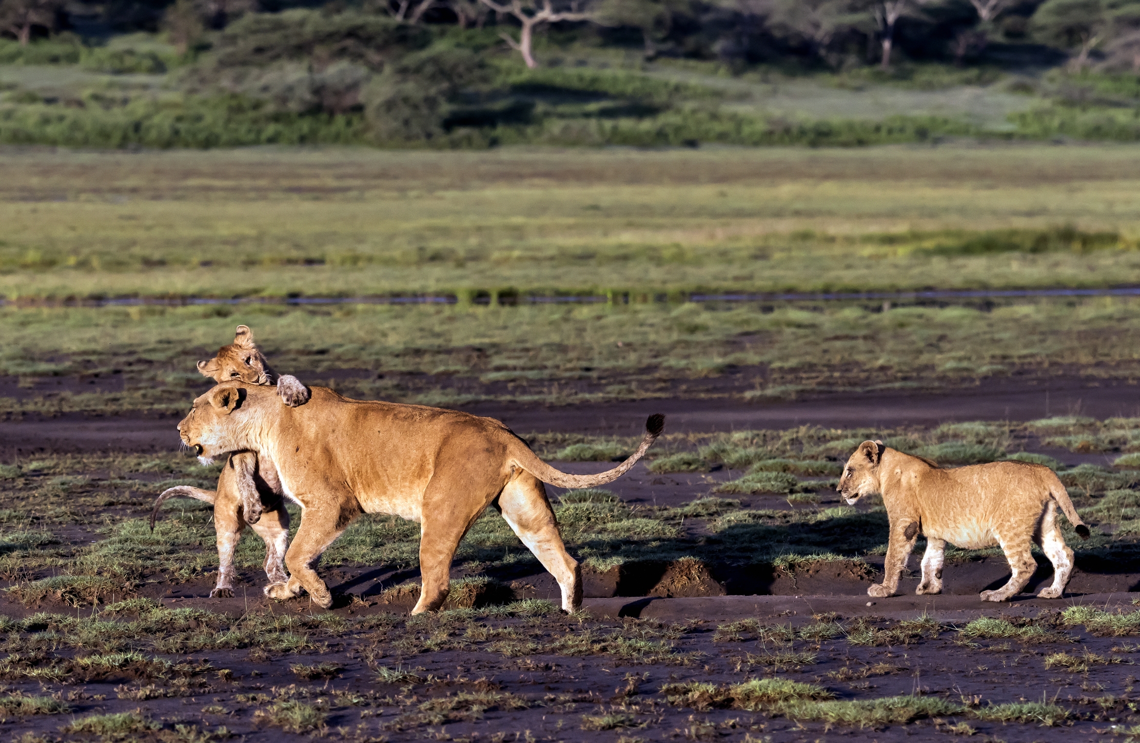 Tanzania 2016 - Leoni