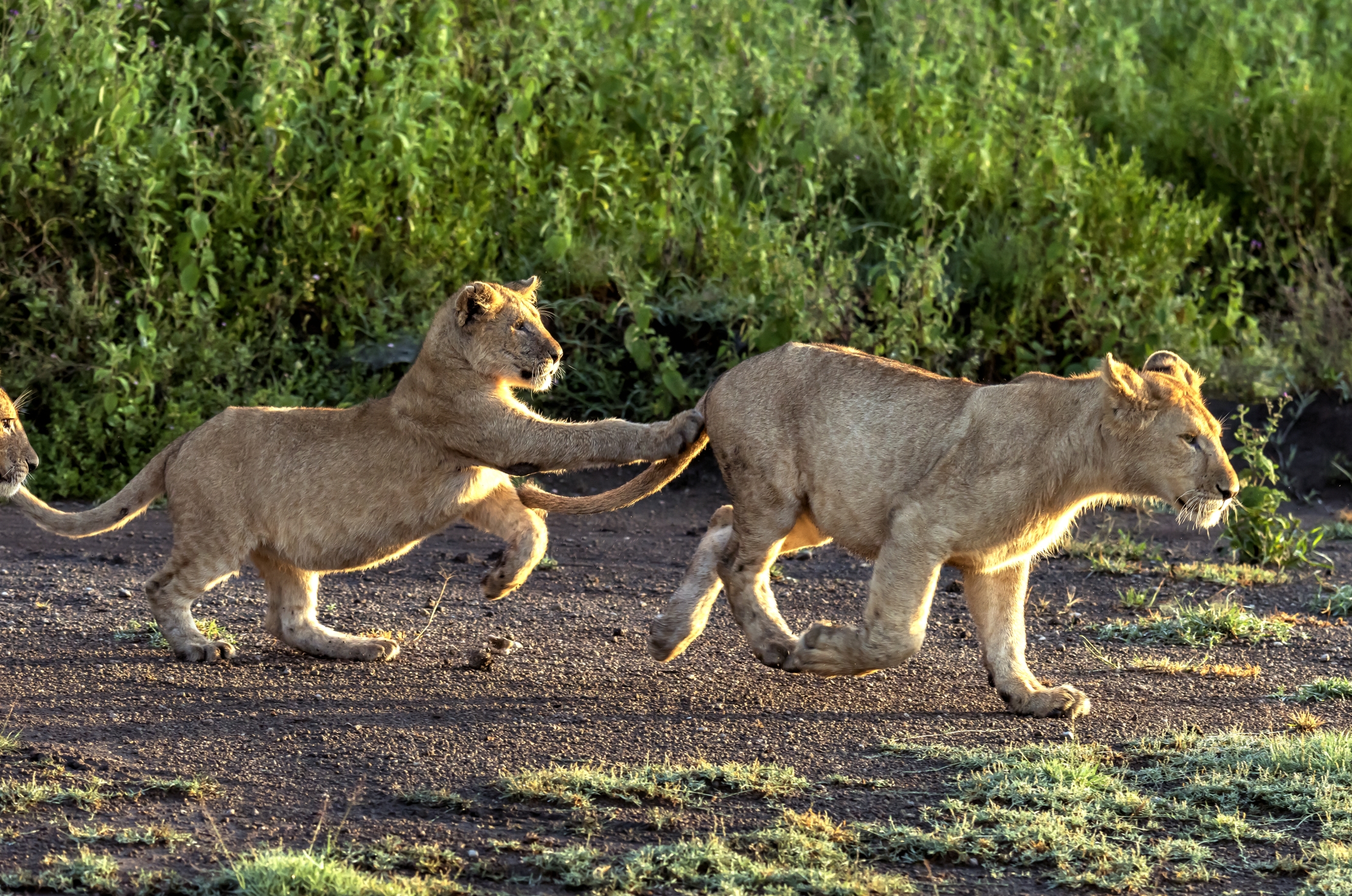 Tanzania 2016 - Giochi all'alba